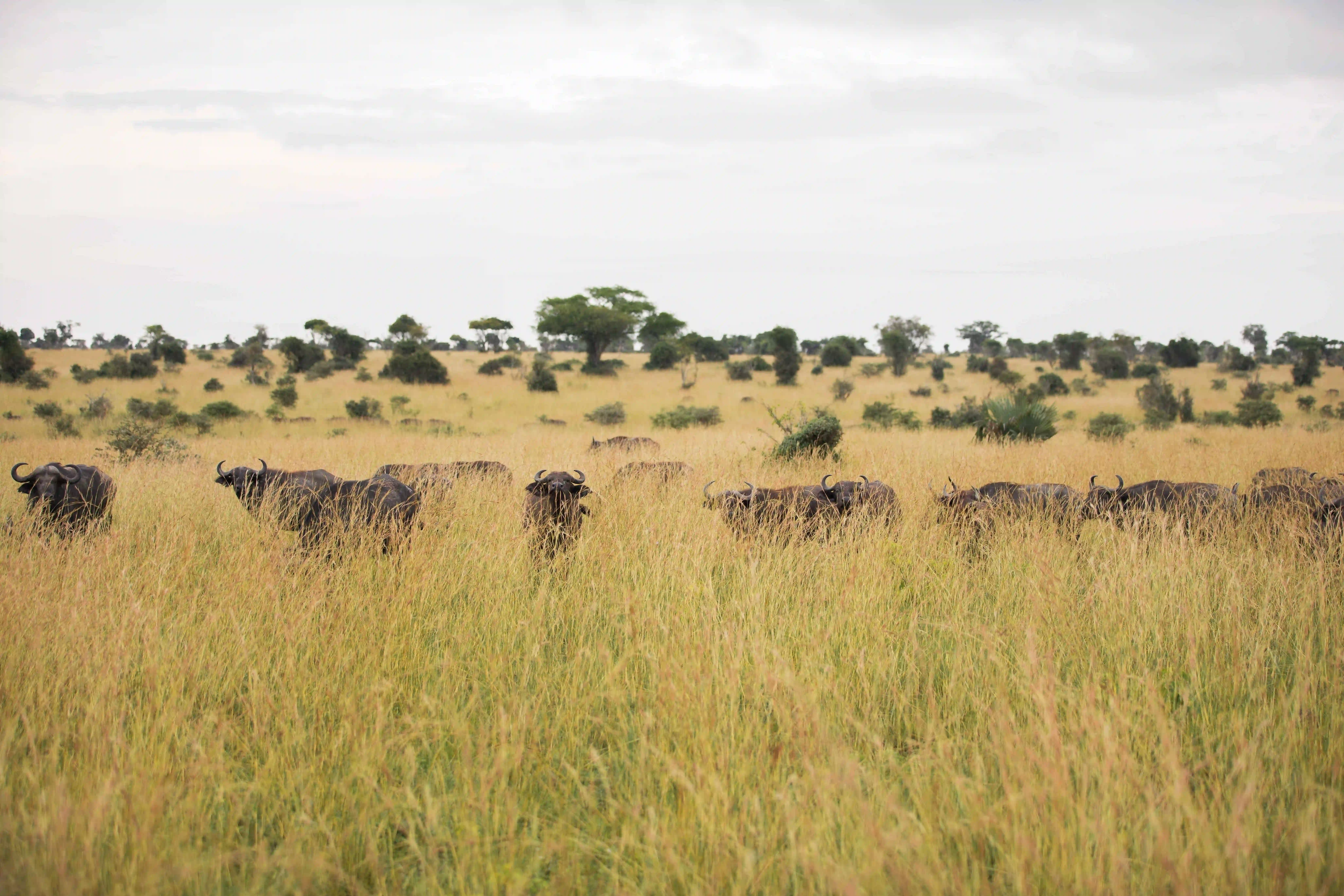 African buffalo grazing on the savannah in Akagera National Park as safari guests watch from a vehicle