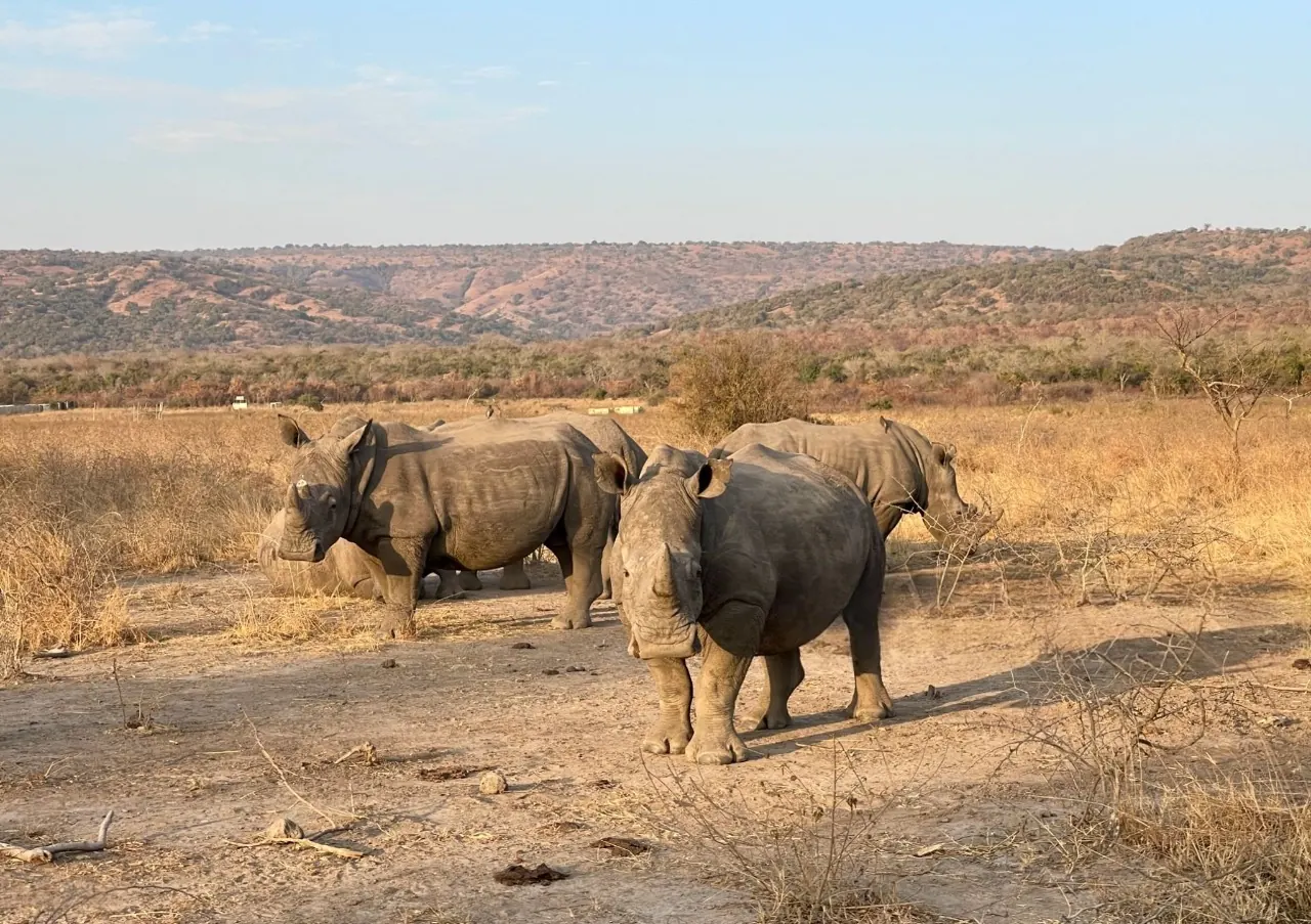 “Rhinos grazing across the savannah in Akagera National Park during a Rwanda Big Five safari