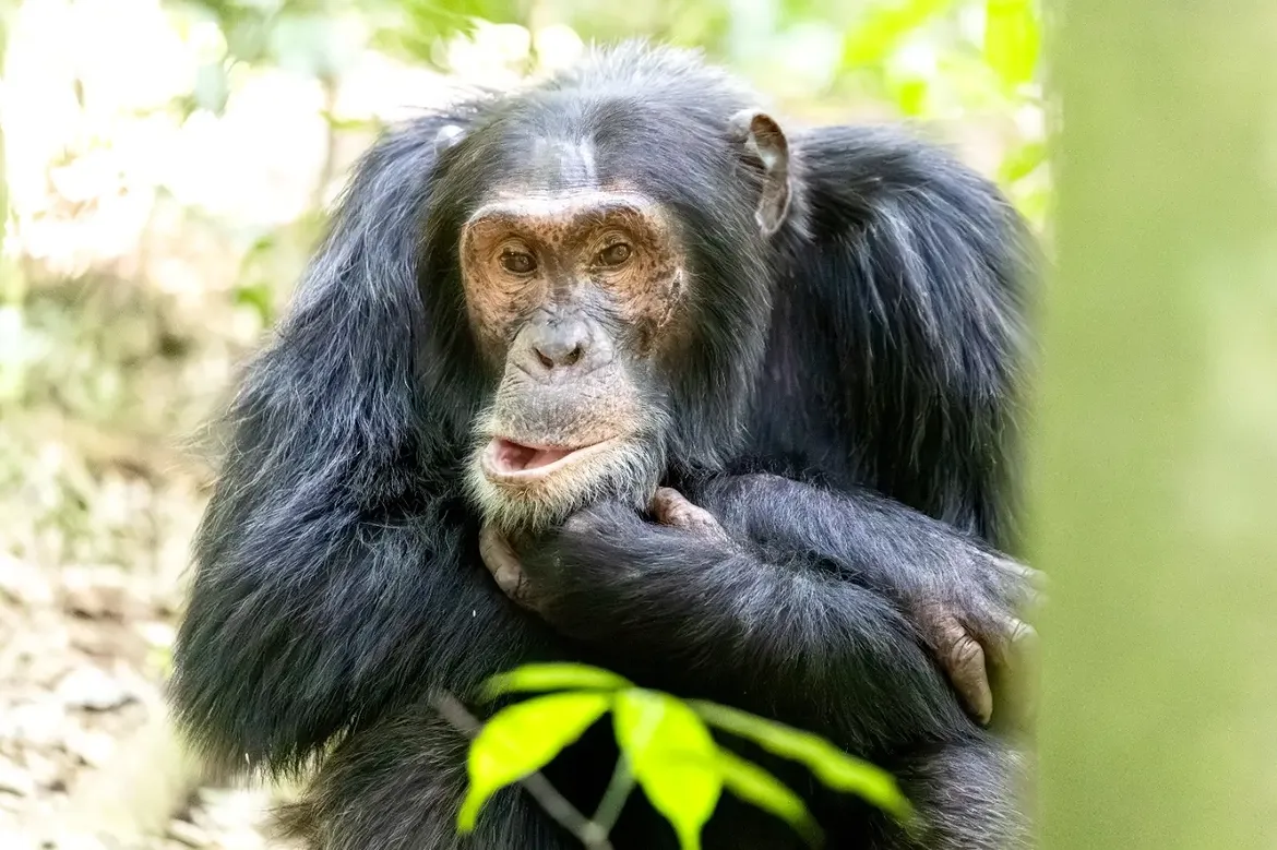 Chimpanzés dans le parc national de Kibale, Ouganda
