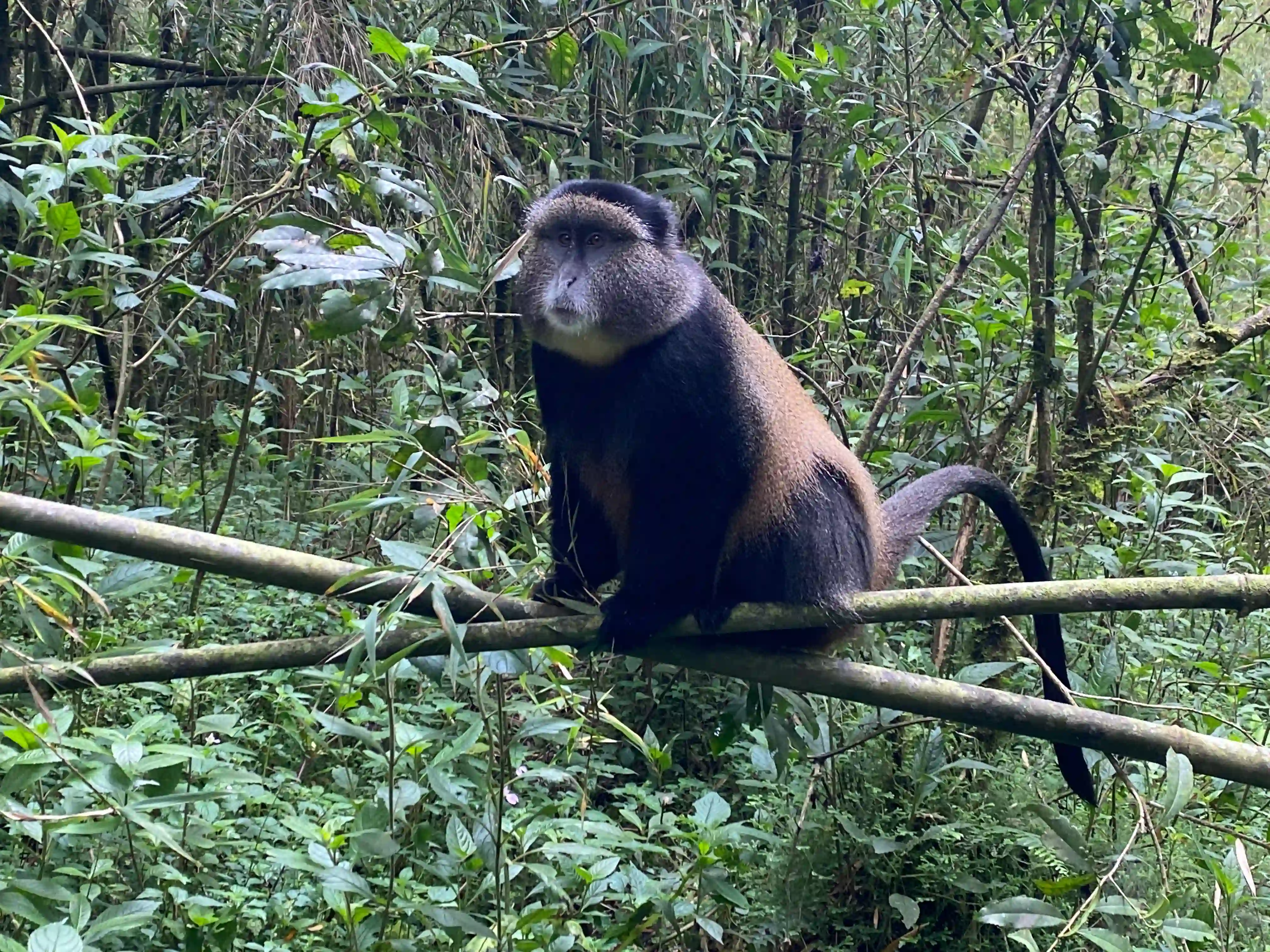 Golden monkey in Rwanda Volcanoes National Park during tracking