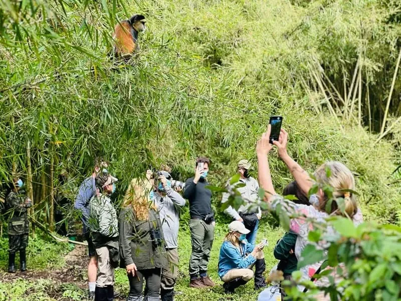 Gäste beim Goldschimpansen-Tracking-Erlebnis im Volcanoes-Nationalpark von Ruanda