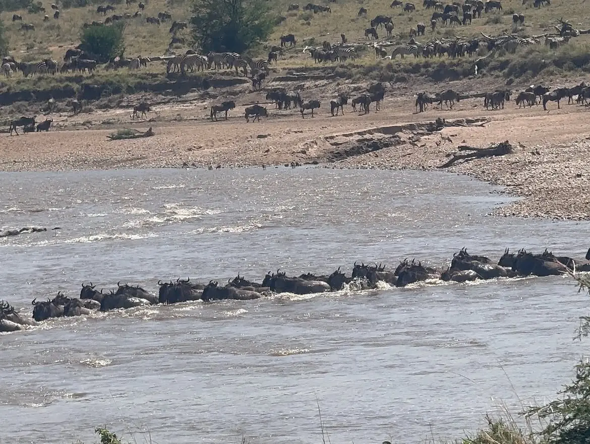 migration des gnous dans la rivière Mara à l'intérieur du Serengeti, Tanzanie