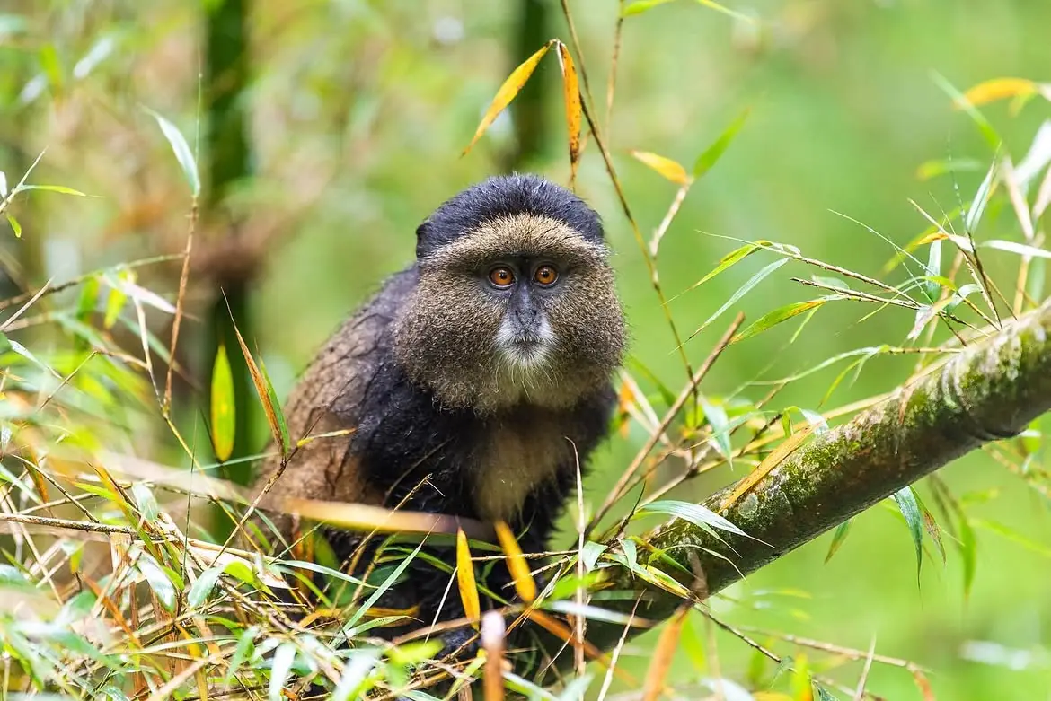 Golden monkeys in Mgahinga Gorilla National Park, Uganda