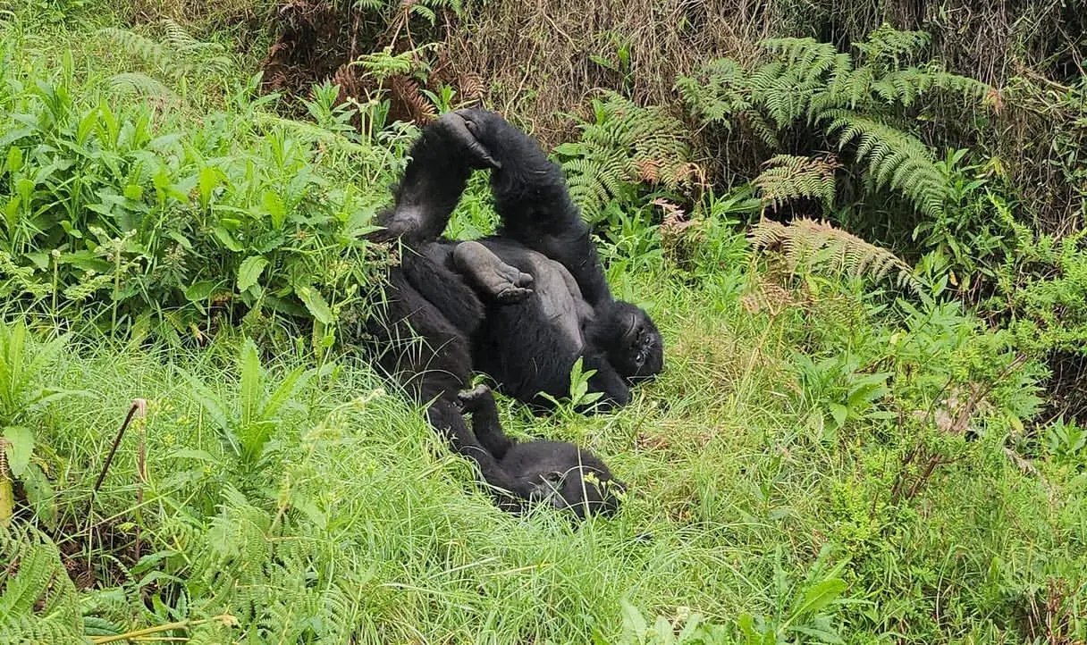 Mountain gorillas resting in their nest in Mgahinga Gorilla National Park, Uganda