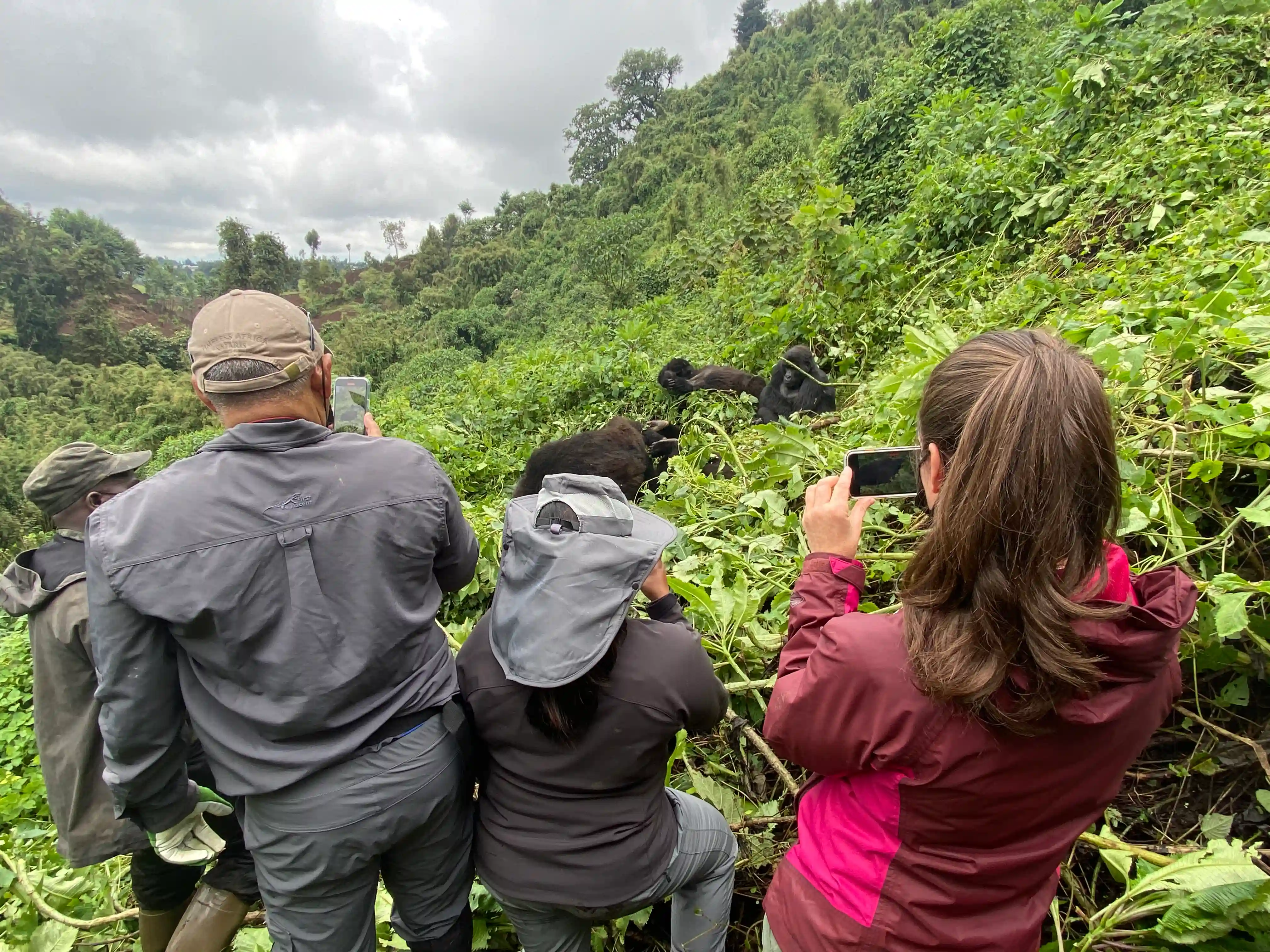 Guests viewing a family of mountain gorillas during a guided gorilla trekking experience in Bwindi Impenetrable National Park, Uganda, on a 19-day East Africa safari.