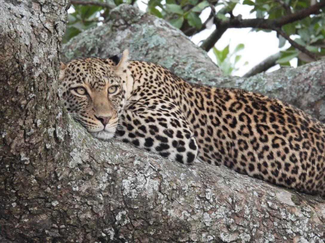 Leopard resting in a tree inside Serengeti national park