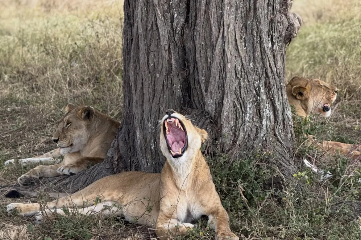 León descansando bajo un árbol en Kruger National Park