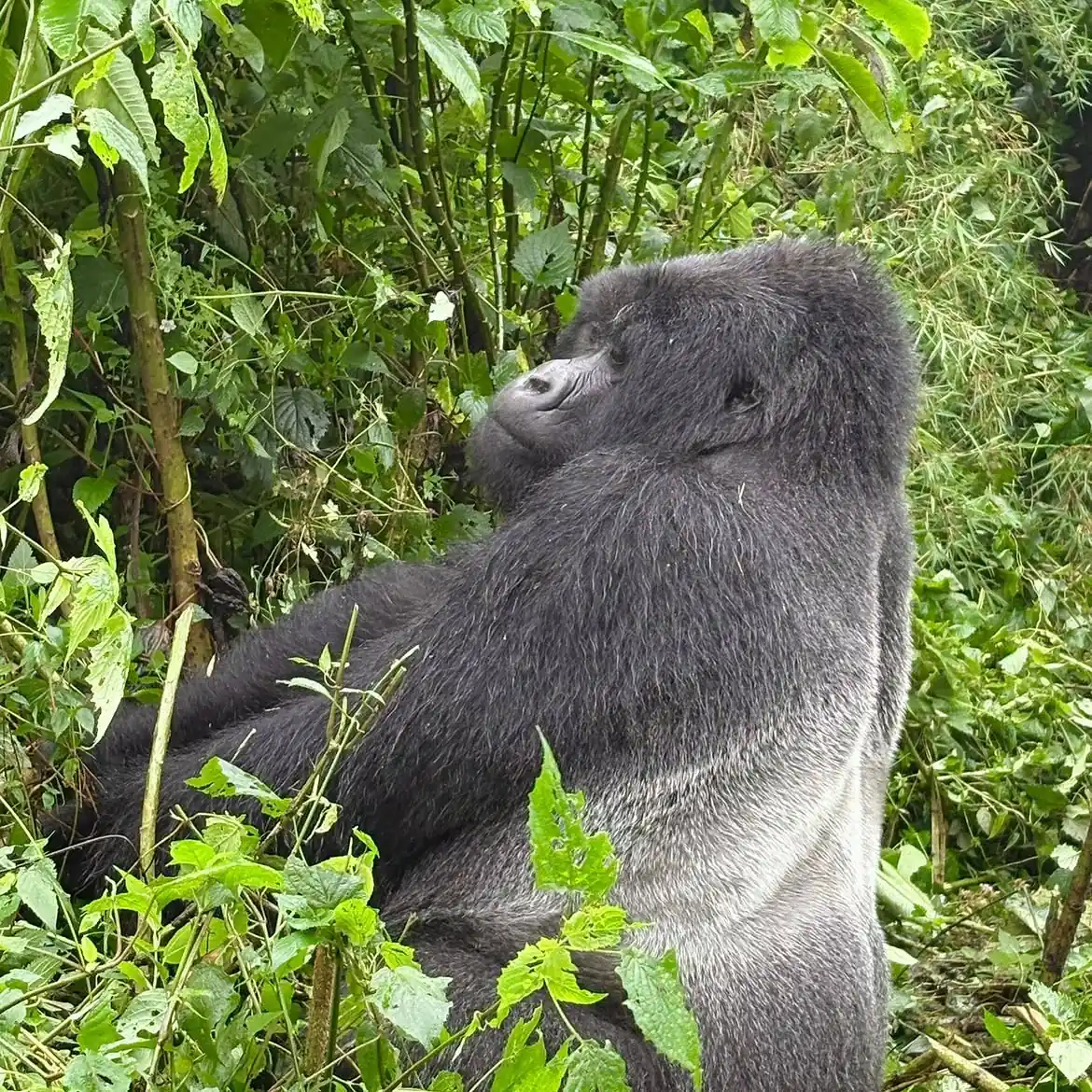 Mountain gorilla trekking through the dense Bwindi forest bushes in Uganda