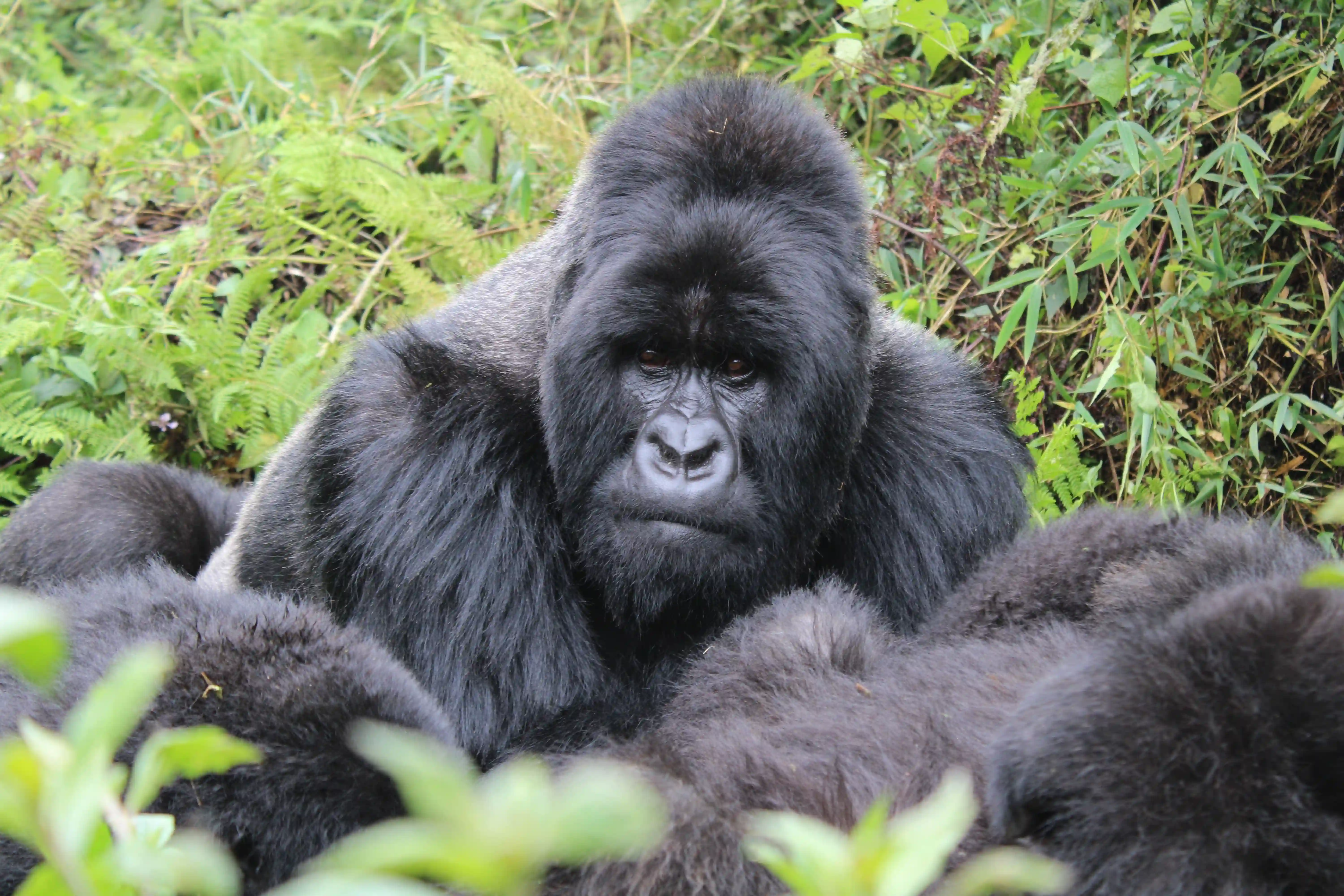 Mountain gorilla in their nest insinde Bwindi during 7 day uganda gorilla trekking safari