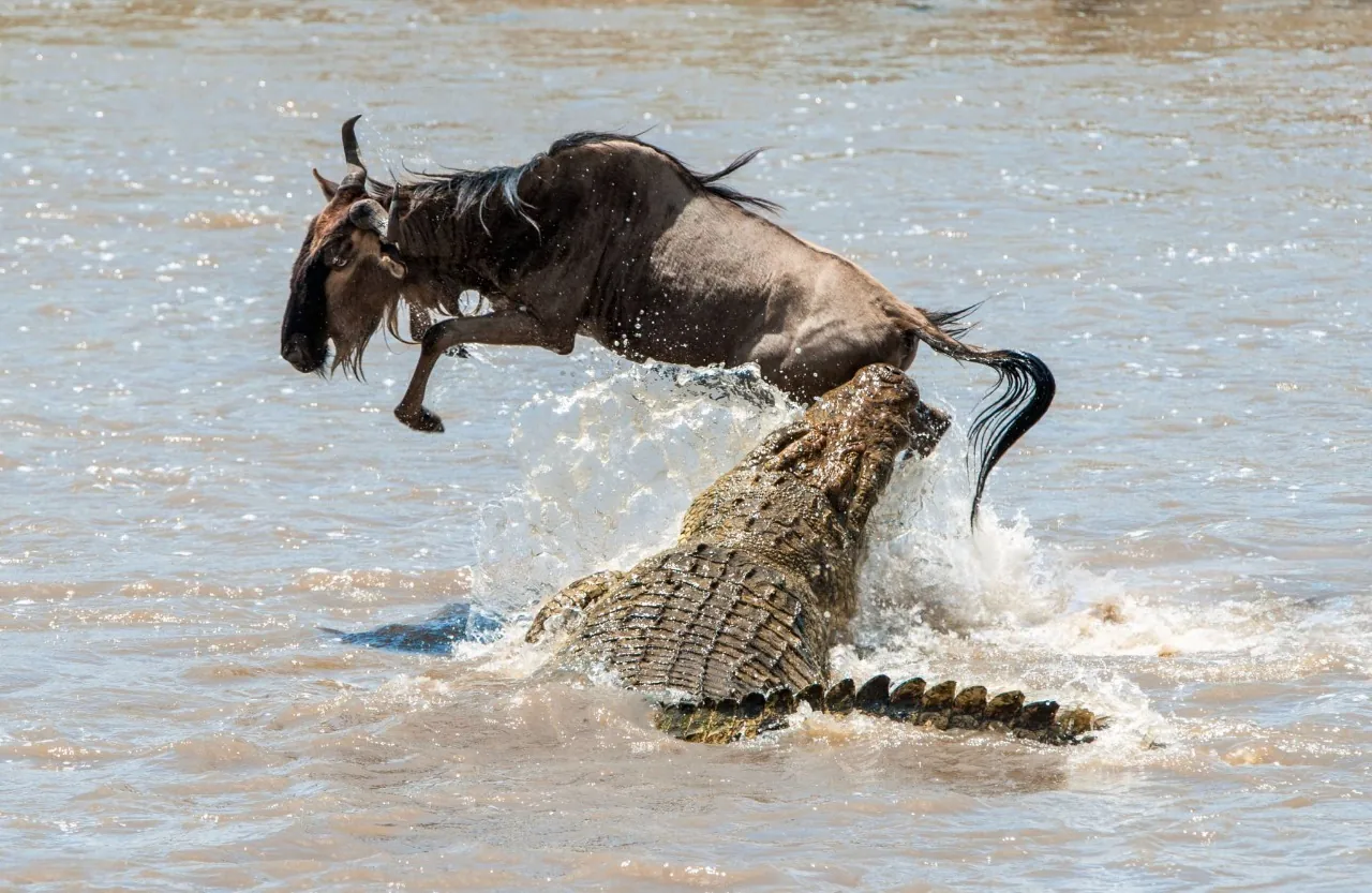 Crocodile catching a wildebeest during the Great Migration crossing the Mara River in Tanzania