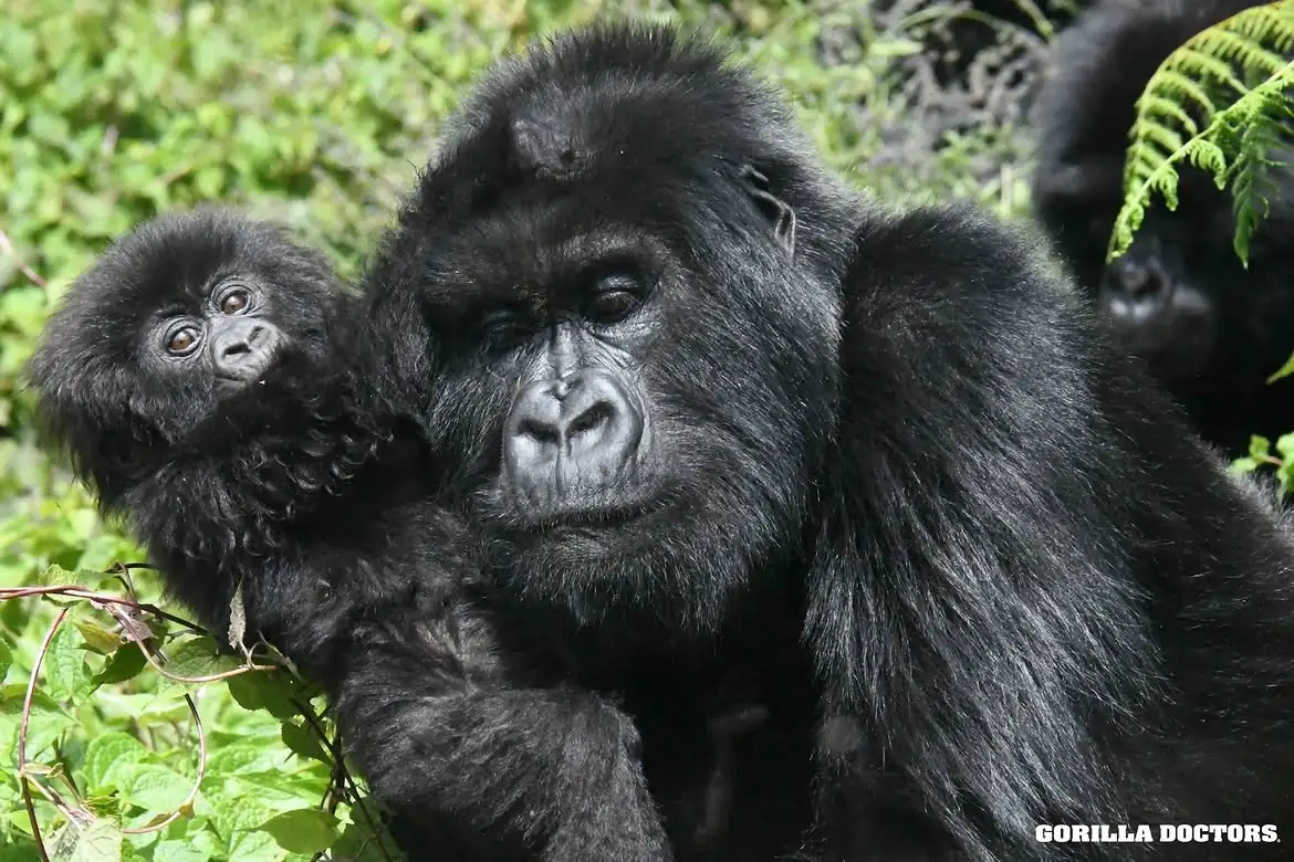 Gorila madre con su cría en el sector Buhoma de Bwindi en Uganda