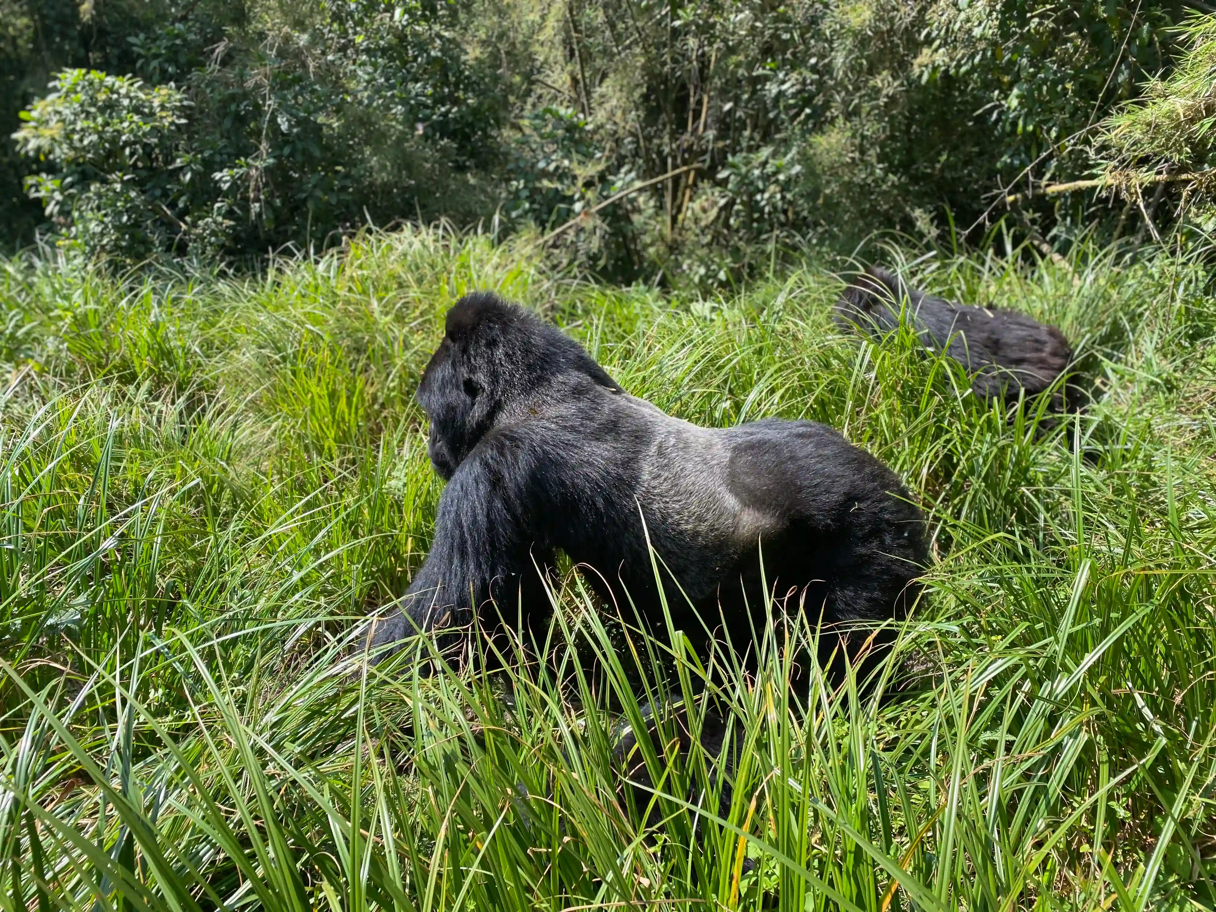 Silverback mountain gorilla roaming through Rwanda's rainforest while protecting its family group from potential danger during a wildlife safari