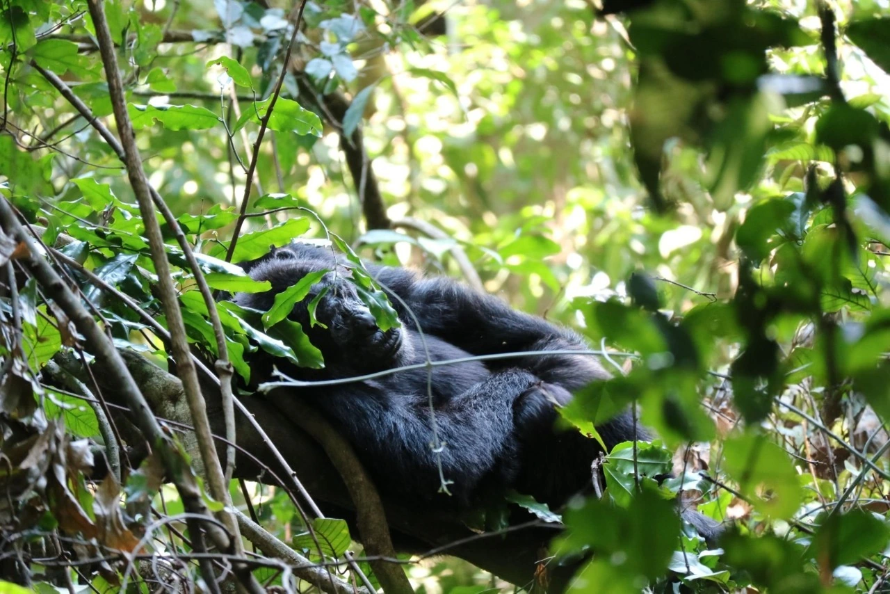 Chimpanzees resting in the dense forest bush of Kibale National Park, a renowned primate trekking destination in Uganda