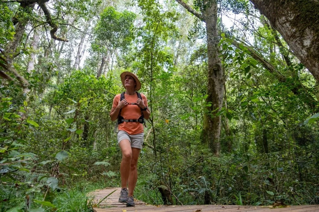 A serene and immersive nature walk scene featuring a woman exploring the lush Bigodi Wetlands Sanctuary in western Uganda, surrounded by dense green vegetation, towering trees, and rich wetland biodiversity. The image captures the essence of Uganda Safaris for Families: Wildlife and Culture Tours, highlighting a slow-paced, educational, and family-friendly eco-experience ideal for travelers with children. Bigodi Wetlands is renowned for its guided nature walks, birdwatching, primate sightings such as colobus monkeys, and meaningful cultural interactions with local communities. This photograph reflects responsible tourism, conservation awareness, and authentic African travel experiences, making it perfect for families seeking wildlife encounters beyond traditional game drives. The calm atmosphere, natural beauty, and sense of discovery showcased in this image emphasize Uganda as a safe, enriching destination for family safaris focused on nature, culture, and sustainability.