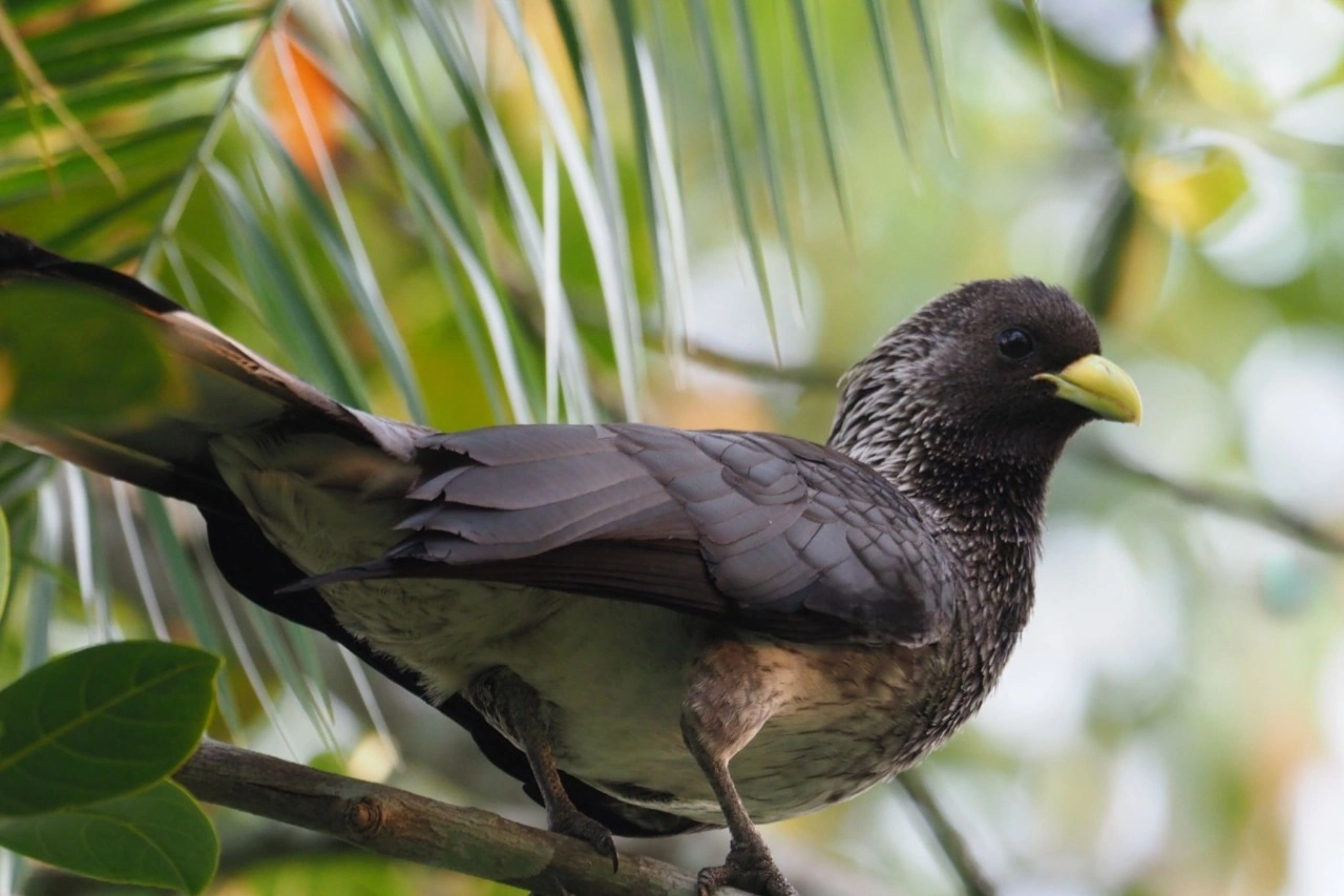 A colorful bird perched on a tree branch in Bigodi Wetlands Sanctuary, Uganda — one of the best places for birdwatching in Uganda and Rwanda.