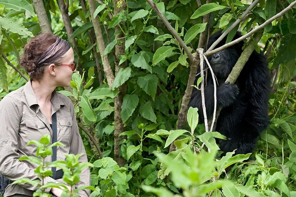 Best Time to Visit Bwindi for Mountain Gorilla Trekking – a woman hiking through Bwindi Impenetrable Forest during a guided mountain gorilla trekking experience in Uganda.