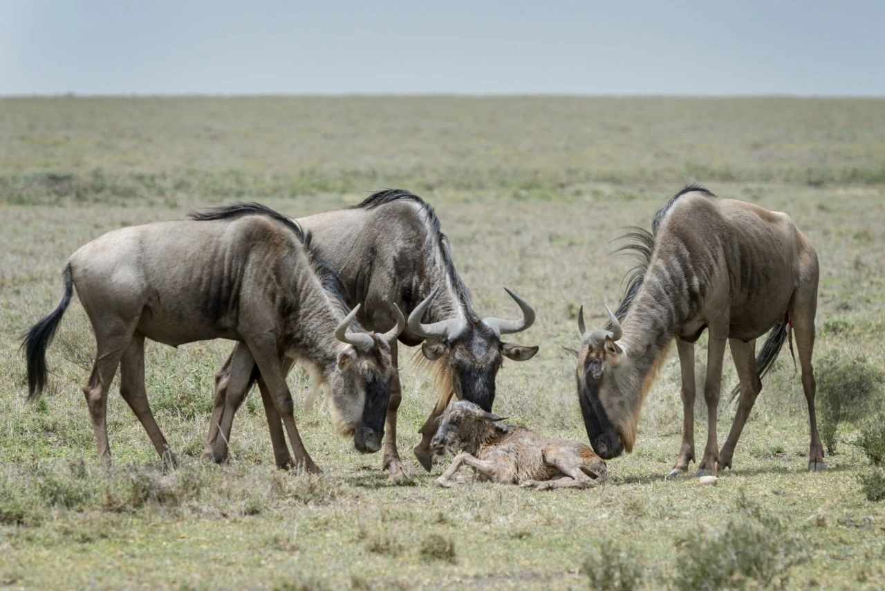 A wildebeest caring for its newborn calf during the calving season in Ndutu, southern Serengeti, Tanzania, one of the best places to see the Great Wildebeest Migration.
