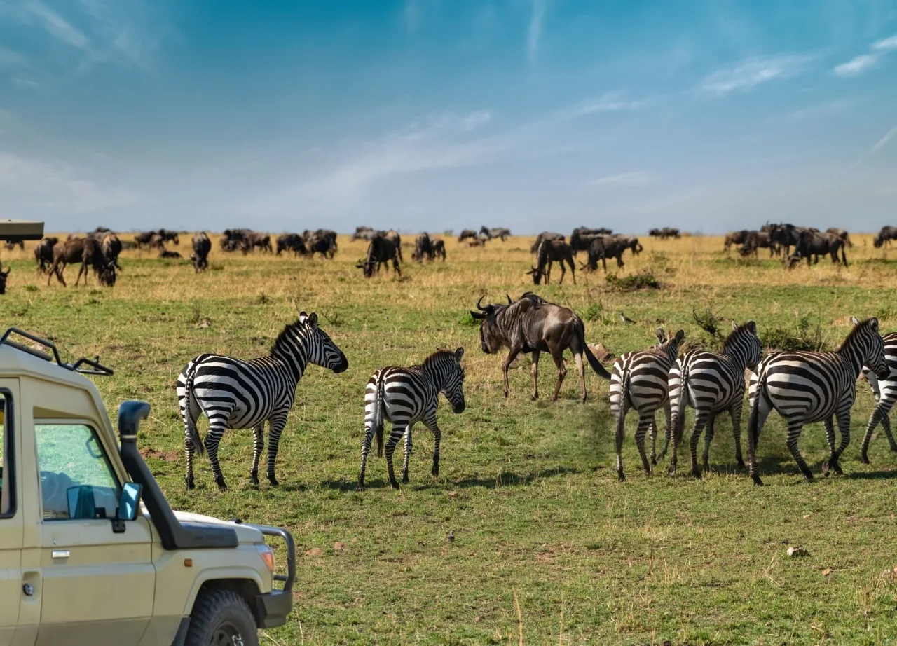 Herds of wildebeest migrating north from the southern Serengeti to the central Serengeti during the Great Wildebeest Migration in Tanzania.