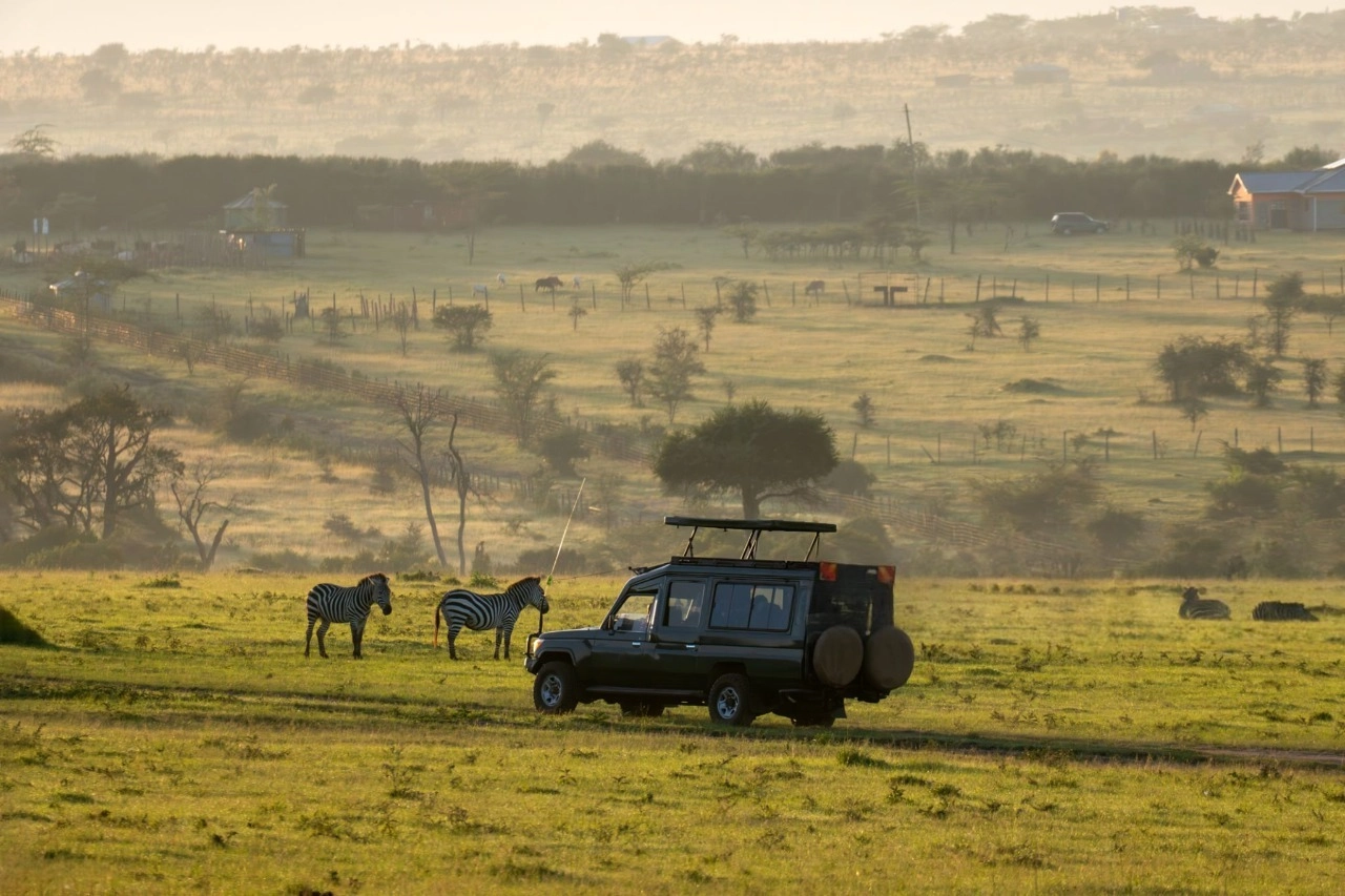 Safari vehicle driving across the golden Serengeti plains during evening hours with zebras roaming peacefully — Best family friendly safari and tours in Tanzania.