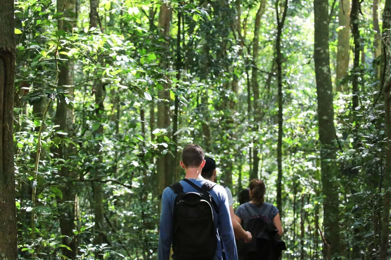Guests tracking chimpanzees through the lush rainforest of Kibale National Park, Uganda, during a guided primate trekking adventure.