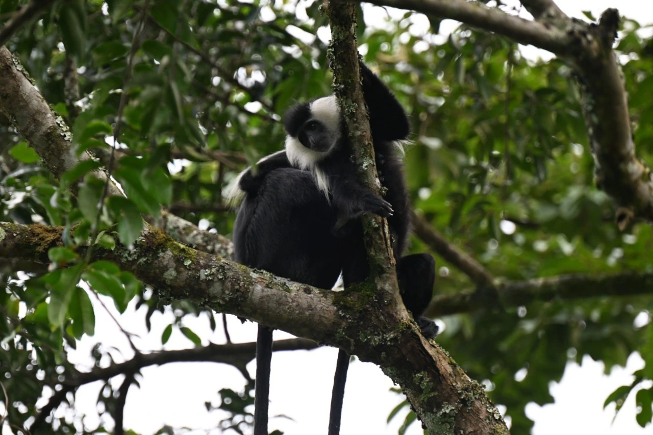 Colobus monkey perched on a tree in Nyungwe National Park: Complete Travel Guide