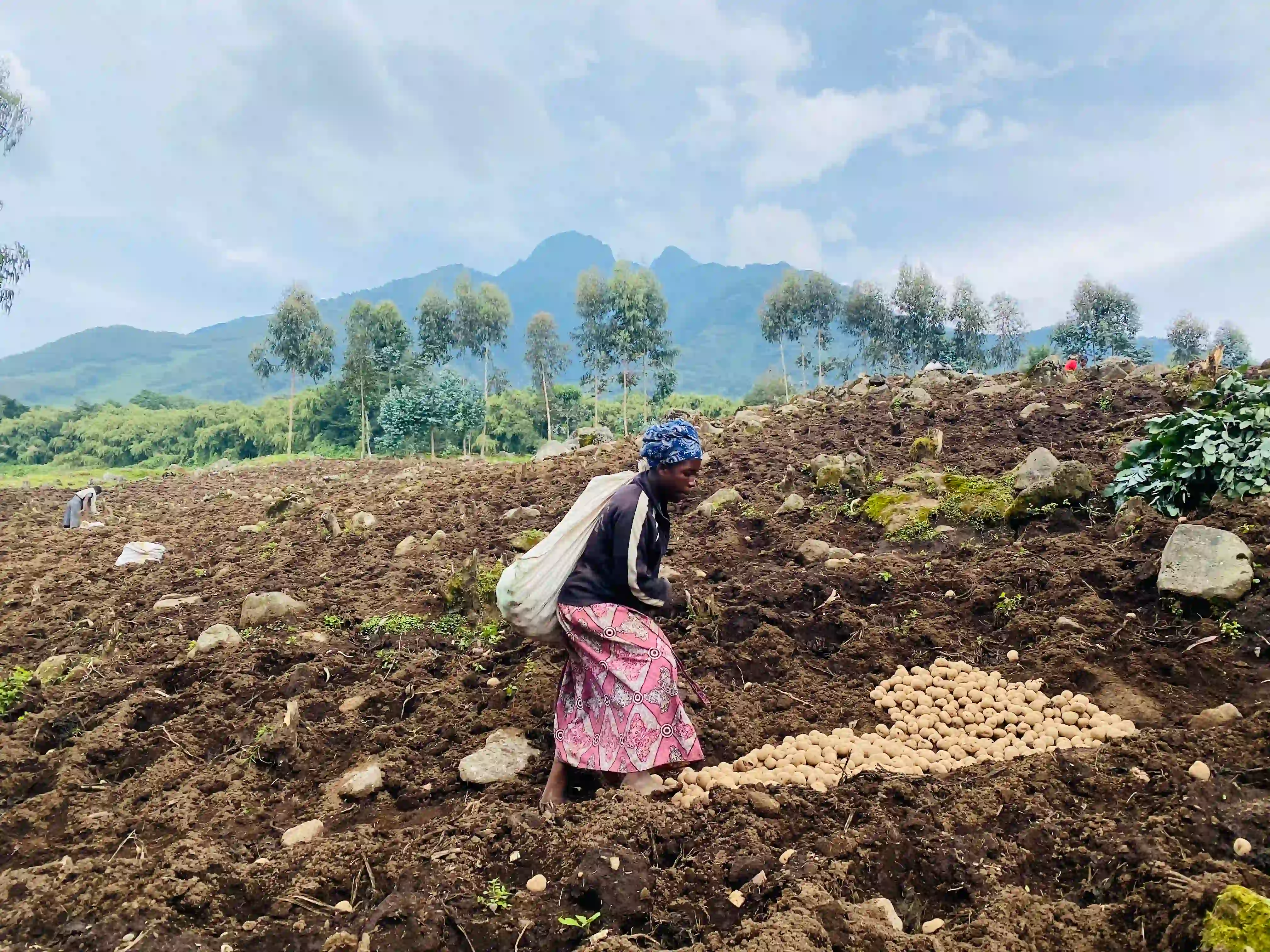 Rwandan woman farmer walking home after cultivation near Volcanoes National Park, illustrating sustainable agriculture and ecotours and impact in Rwanda for community development and conservation
