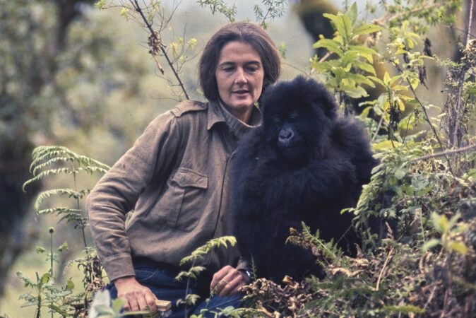 Dian Fossey with mountain gorilla in the Volcanoes National Park
