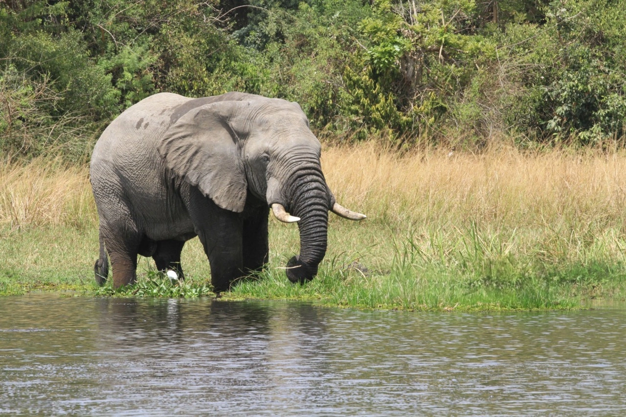 Elephant roaming along the riverbank at Murchison Falls National Park during a big five viewing safari experience.