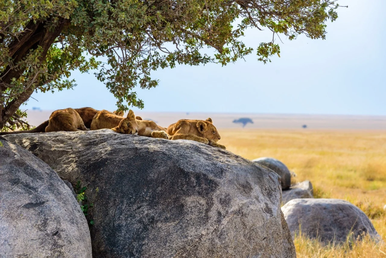 A pride of lions resting on sun-warmed rocks in the Serengeti savannah, showcasing classic Big Five viewing in Tanzania.