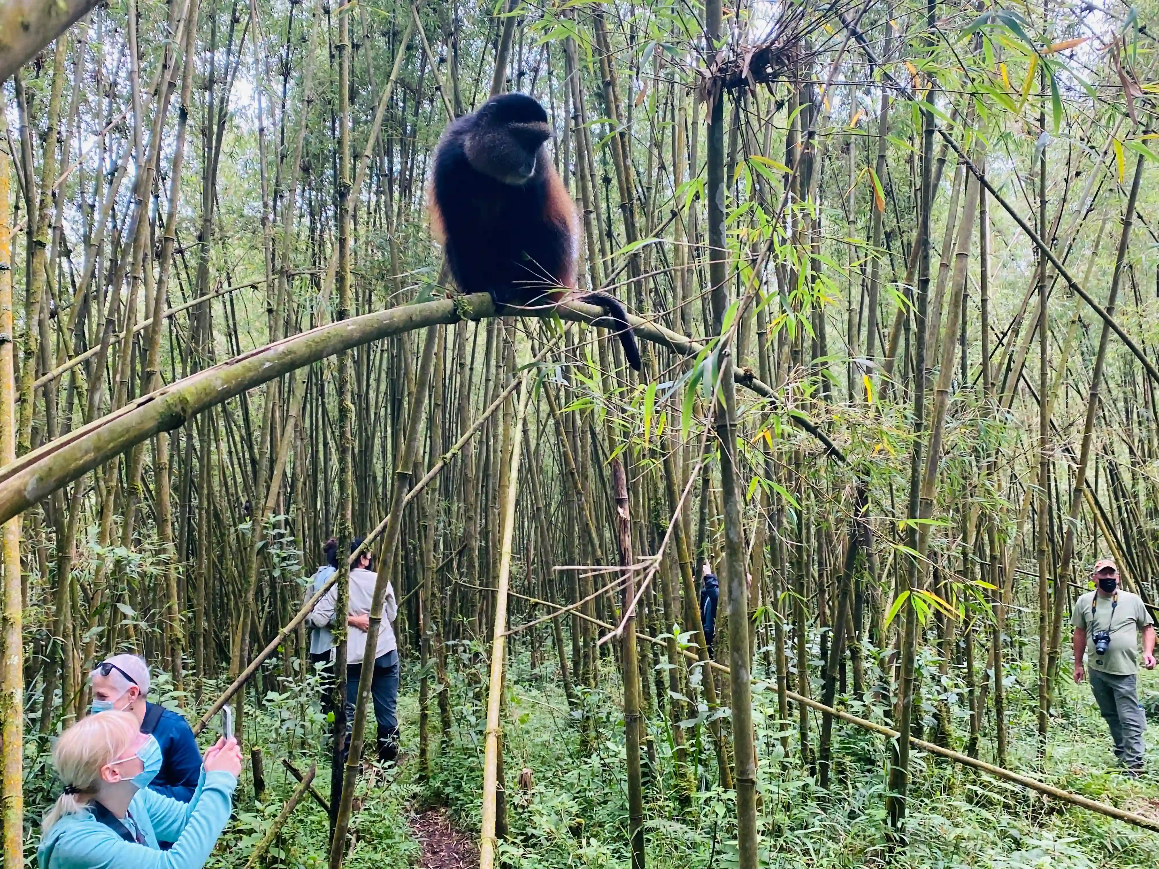 Tourists watching playful golden monkeys in the bamboo forest of Volcanoes National Park, Rwanda, during a guided golden monkey trekking experience near mountain gorilla habitat