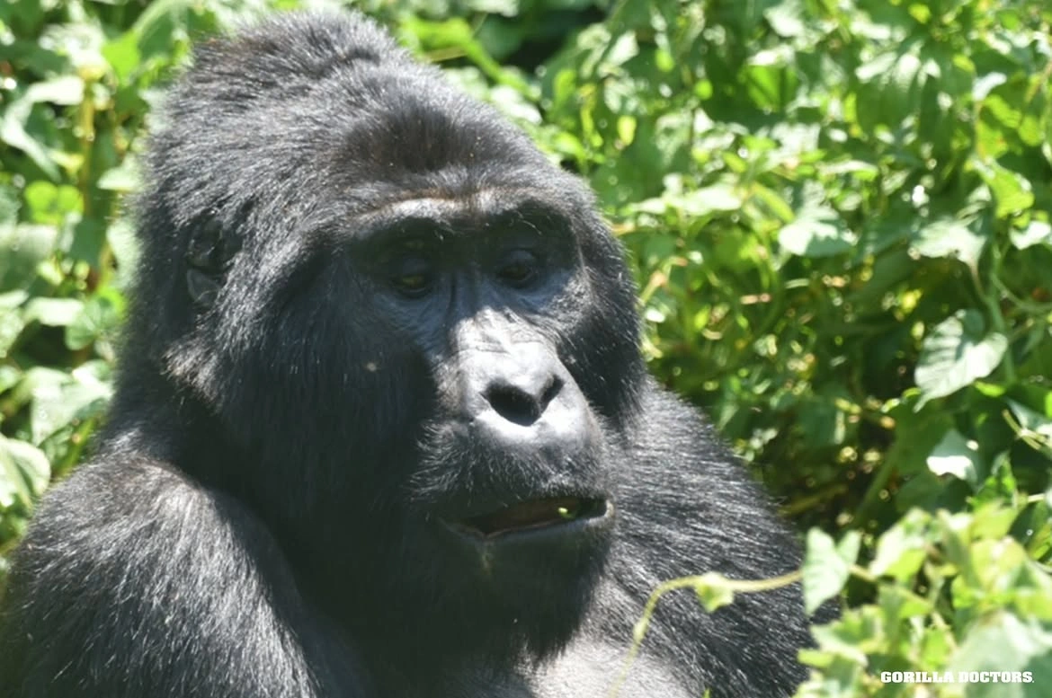 Gorila deambulando en Bwindi