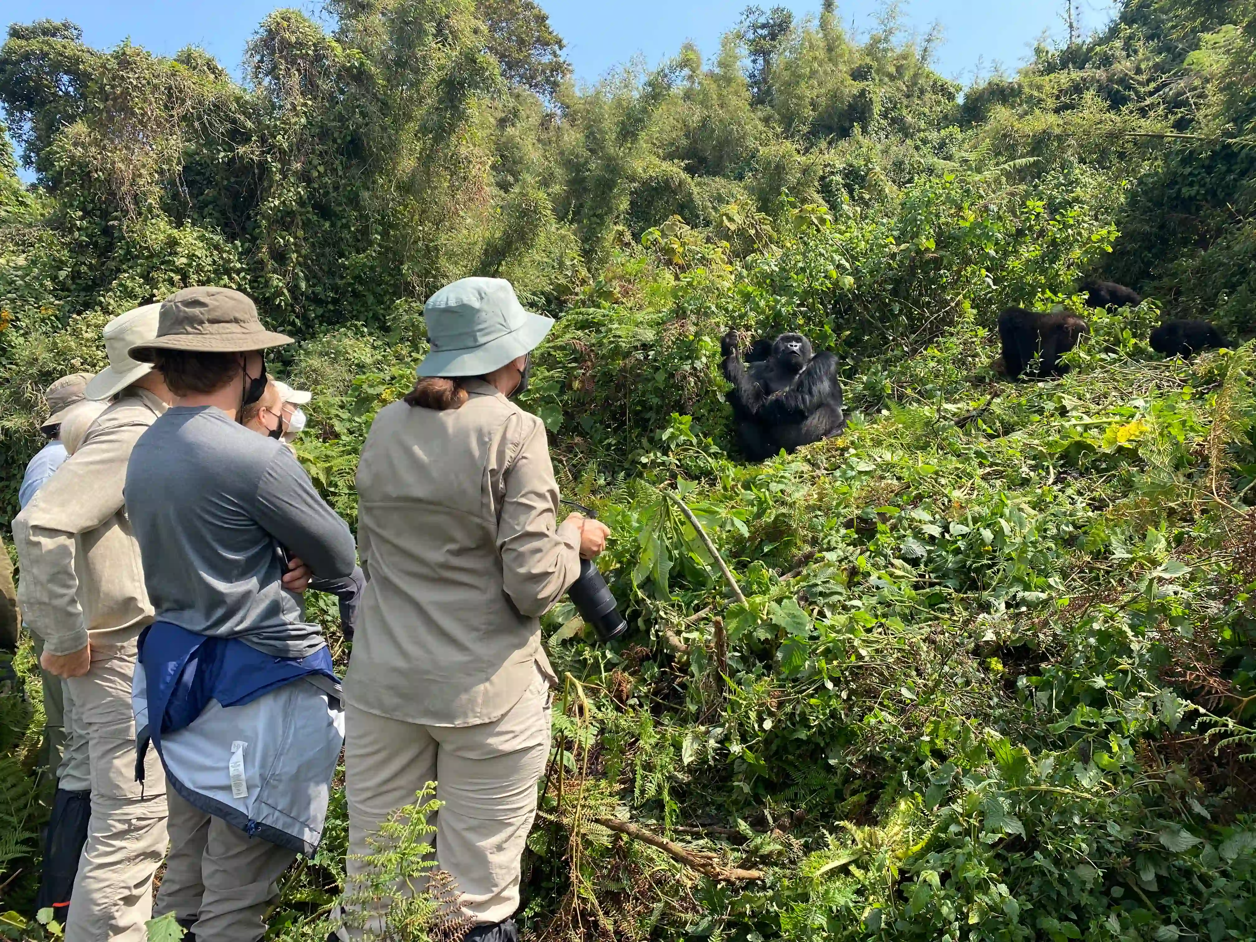 A group of travelers hikes through the lush rainforest of Volcanoes National Park during a gorilla trekking experience. Guided by local trackers, the visitors walk along a narrow forest trail surrounded by dense vegetation, carrying trekking poles and wearing outdoor gear as they search for endangered mountain gorillas in their natural habitat.