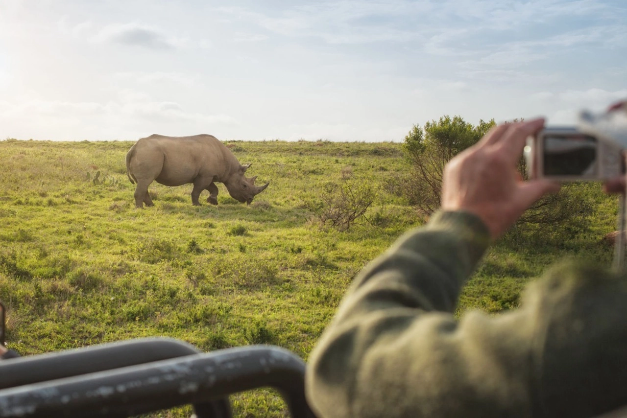 Traveler photographing rhinos from a safari vehicle in Kruger National Park during a luxury eco-friendly safari, showcasing South Africa’s Big Five for a guide on how to plan South Africa eco luxury safari.