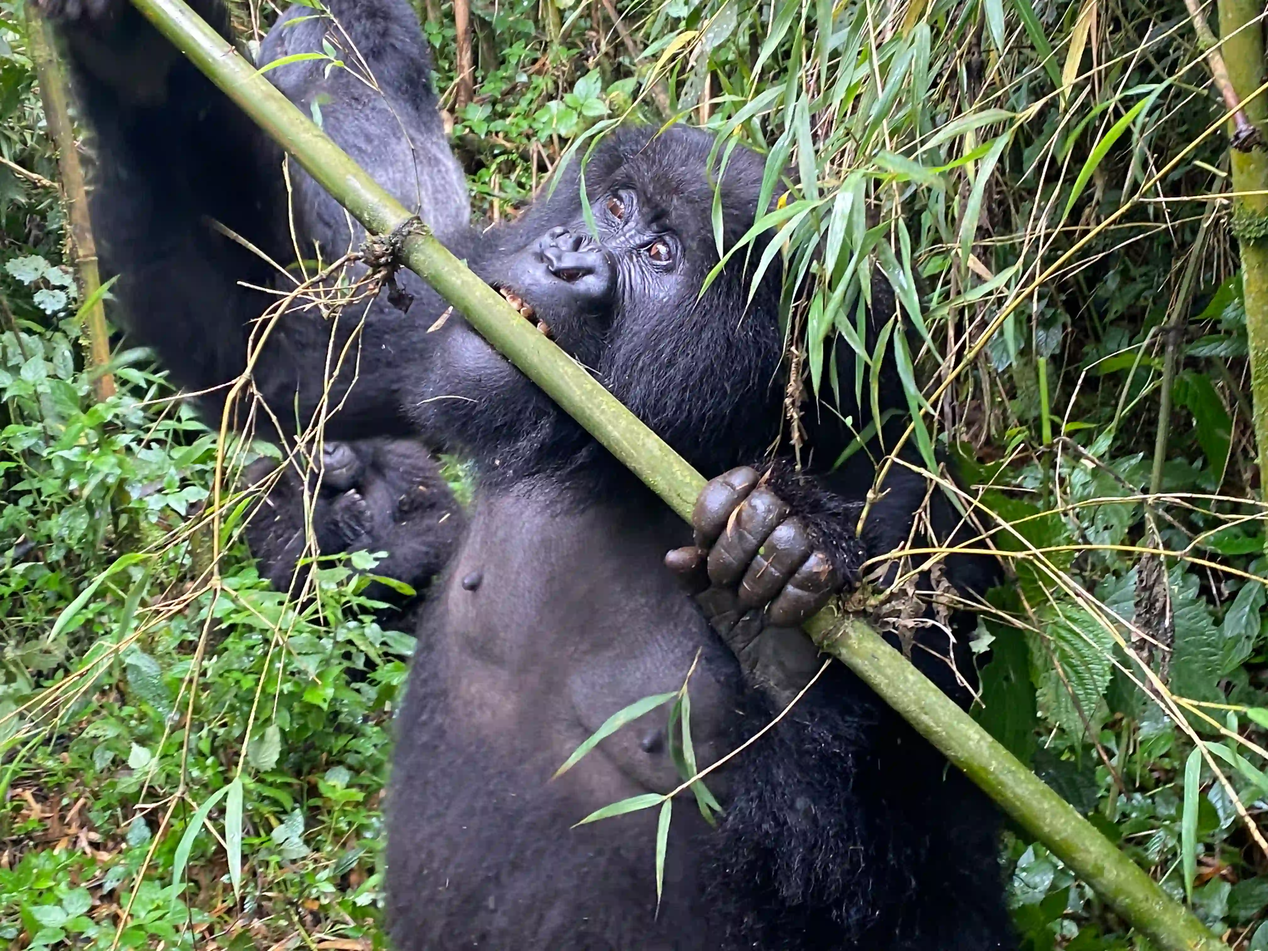 https://mtqdzkhkpjutyvorwzjk.supabase.co/storage/v1/object/public/sas-blog-images/mountain-gorilla-feasting_1764346639937.webp