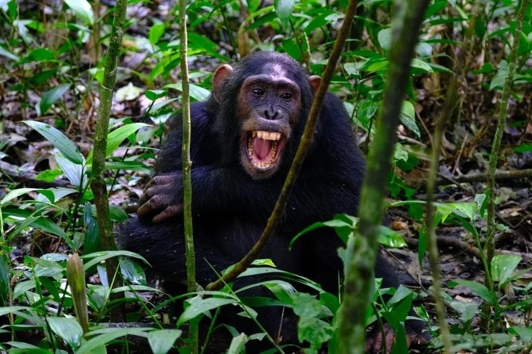Chimpanzee in Nyungwe National Park Rwanda sitting in the rainforest, showcasing Rwanda’s rich wildlife and primate tourism.