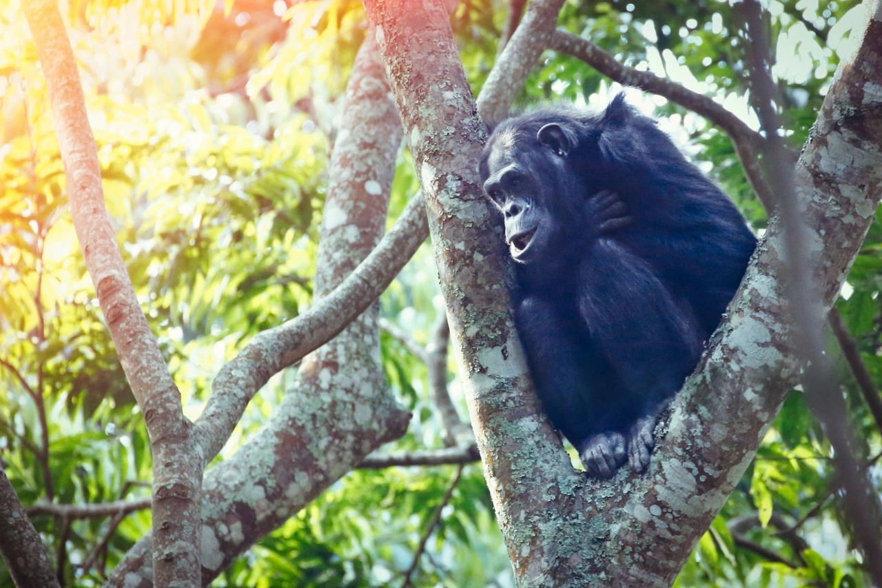 Chimpanzee perched among lush trees in Nyungwe National Park: Complete Travel Guide