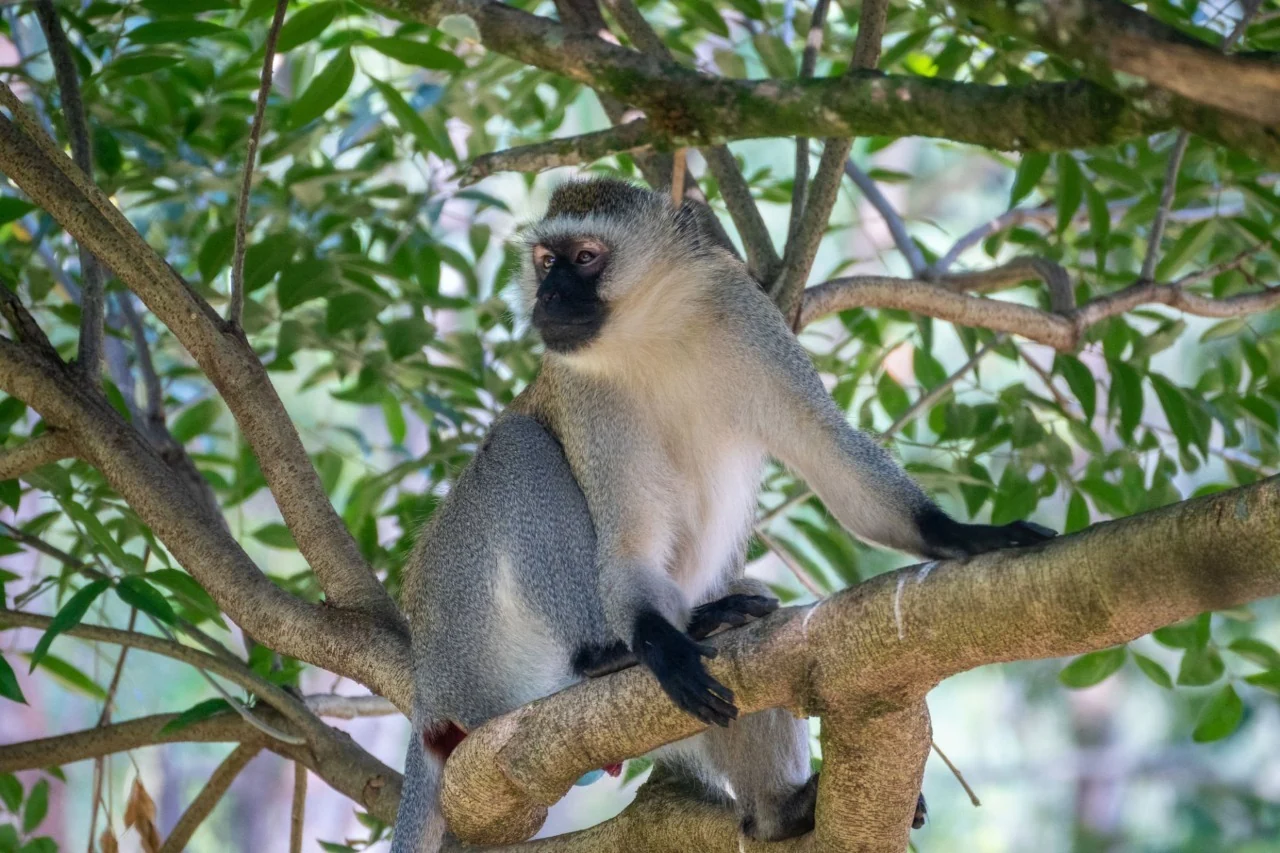 Vervet monkey in the lush rainforest canopy of Nyungwe National Park, captured for the Nyungwe National Park: Complete Travel Guide.