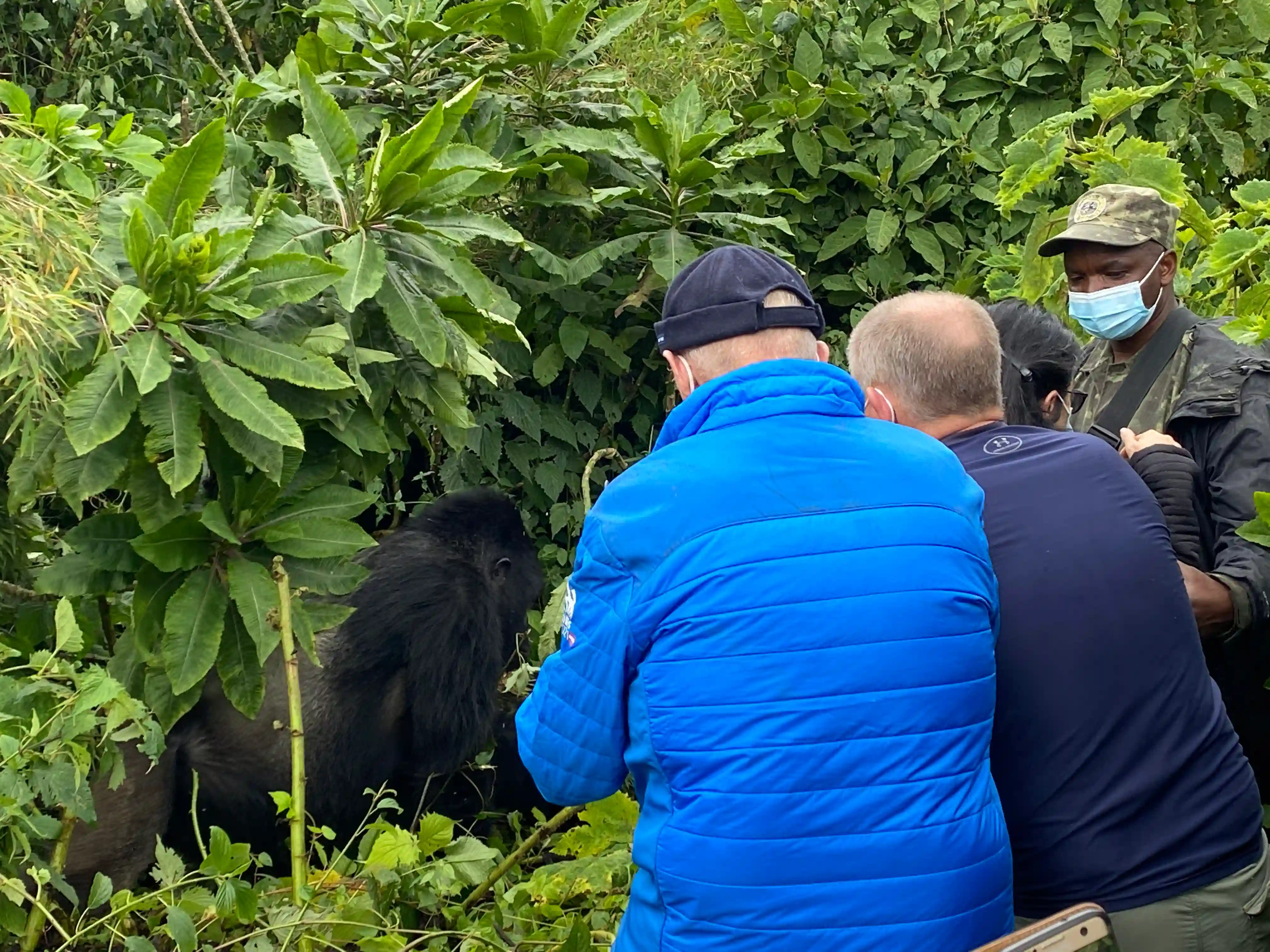 Guests trekking endangered mountain gorillas with a park ranger in Volcanoes National Park, Rwanda, supporting conservation during an unforgettable gorilla trekking adventure.