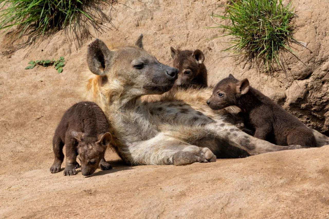 Hyena mother with cubs resting in Sabi Sand Game Reserve, South Africa during big five viewing safari experience