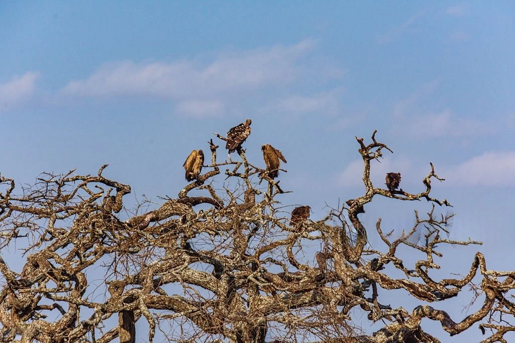 Migratory birds resting in a tree during the Serengeti migration season in Tanzania.