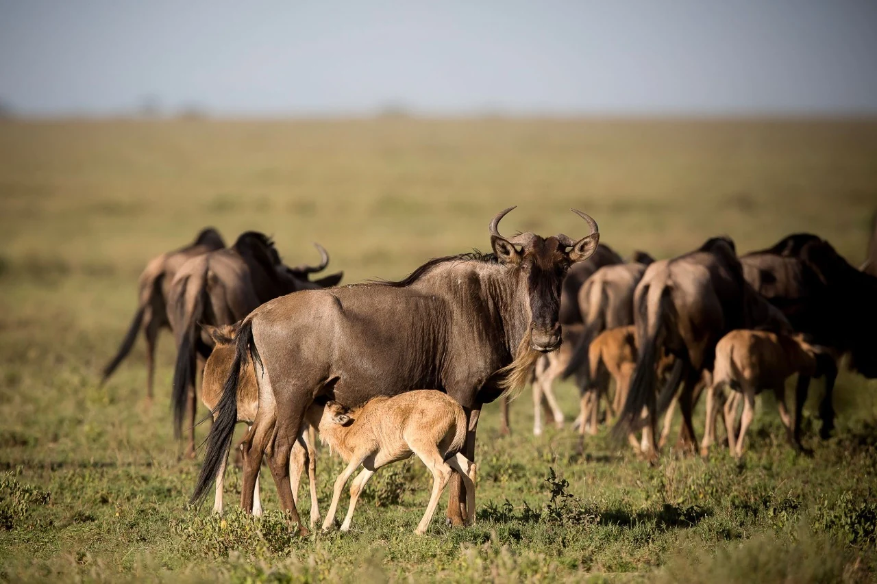 Wildebeest migration in Serengeti National Park, Tanzania, with adult wildebeest feeding their calves during the annual Great Migration.