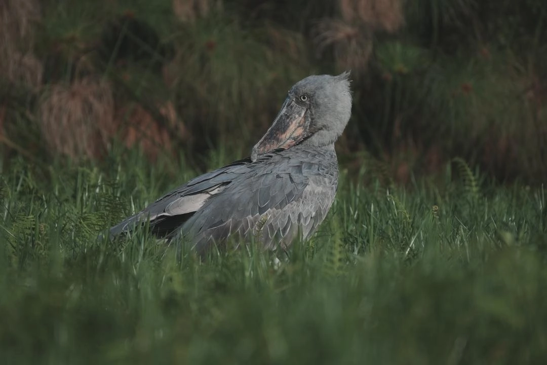 Shoebill bird standing in a lush wetland in Uganda – rare wildlife sighting for Best Places for Birdwatching in Uganda and Rwanda.