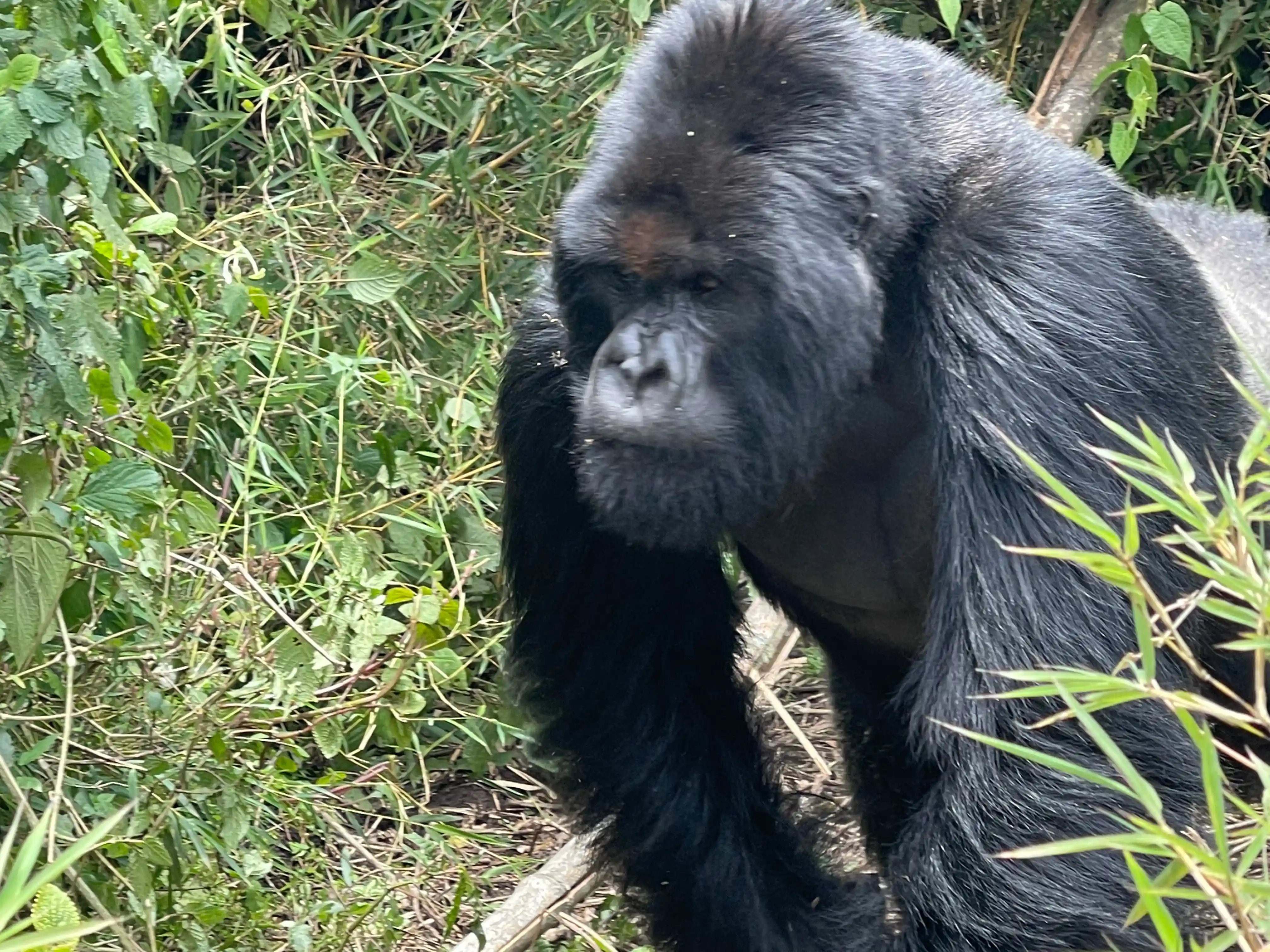 A powerful silverback gorilla sits among lush green vegetation in Rwanda’s Volcanoes National Park, gazing calmly into the distance. Surrounded by dense bamboo and tropical foliage, the dominant male gorilla displays its distinctive silver-gray back, showcasing the remarkable wildlife and natural beauty of the park's mountain rainforest habitat.
