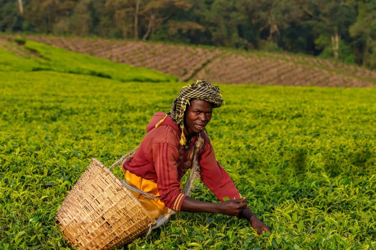 ommunity member harvesting fresh green tea leaves on a hillside near Nyungwe National Park in Rwanda, showcasing local agriculture and community-based tourism.