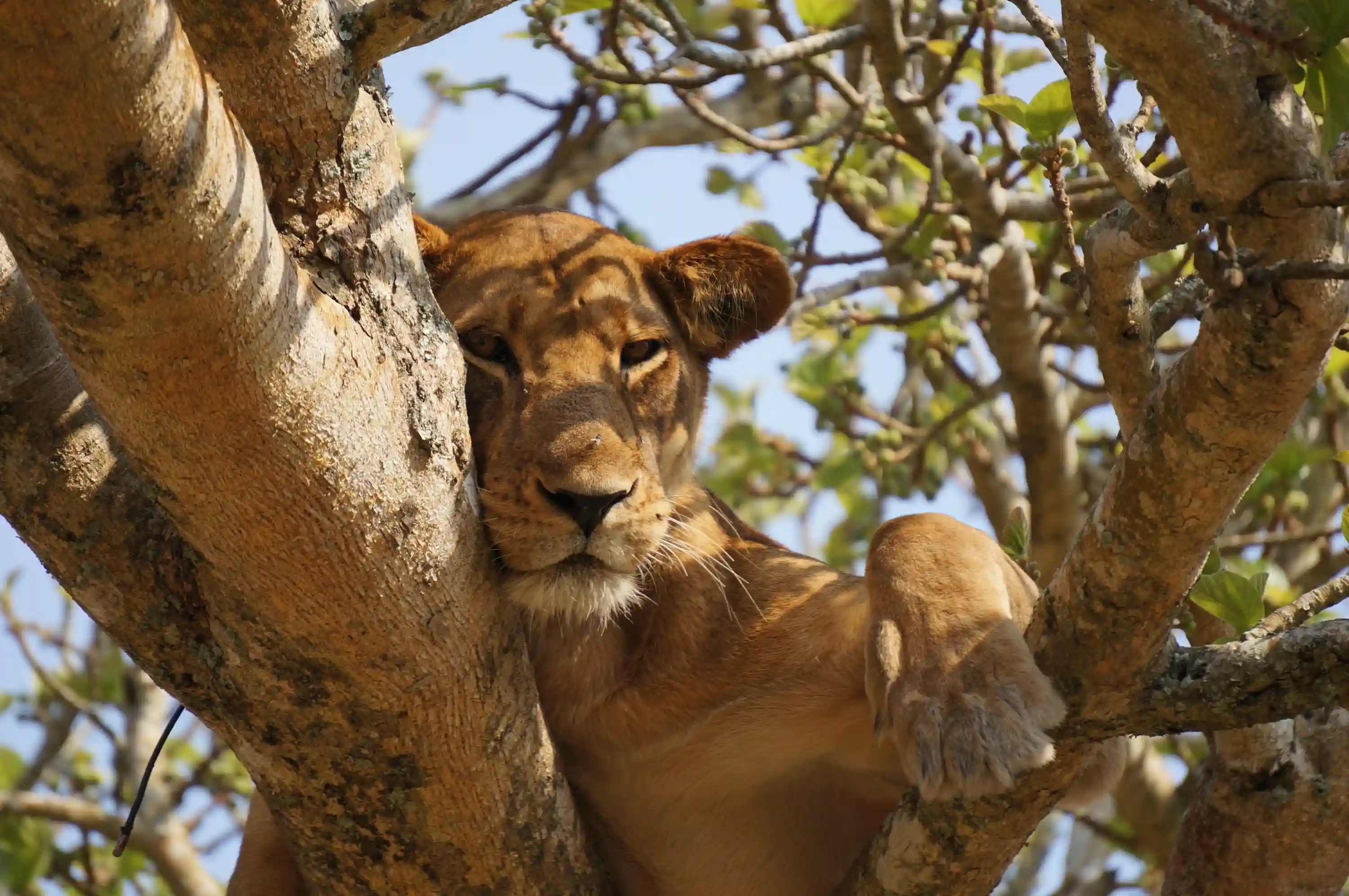 Tree-climbing lion resting on a tree branch in Queen Elizabeth National Park, Uganda, showcasing one of the country's most unique wildlife experiences offered by the best Uganda tour operators on safari.