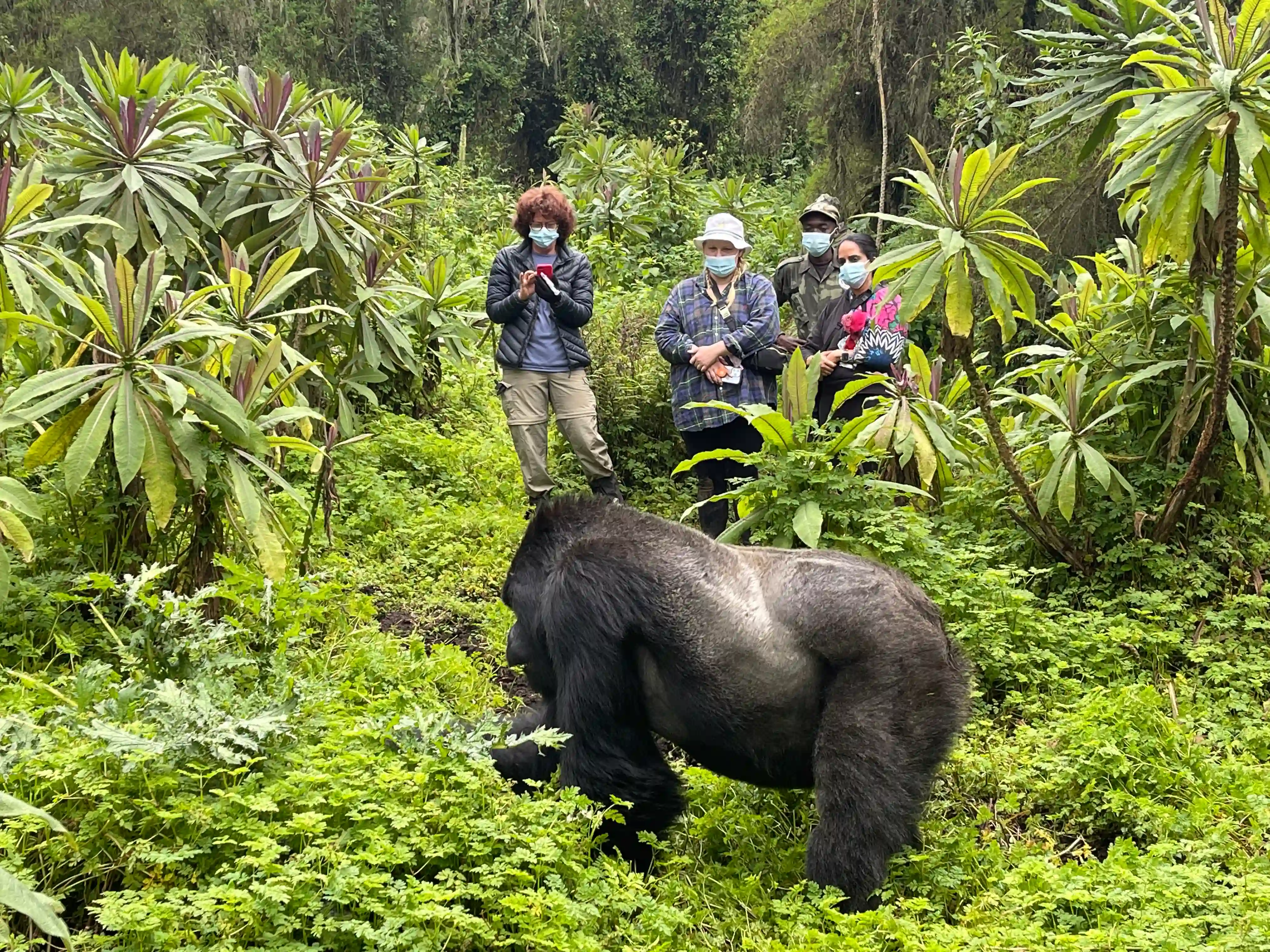 Travelers observing a majestic silverback mountain gorilla during a guided gorilla trekking experience in Volcanoes National Park, Rwanda, showcasing one of Africa's most iconic wildlife adventures.