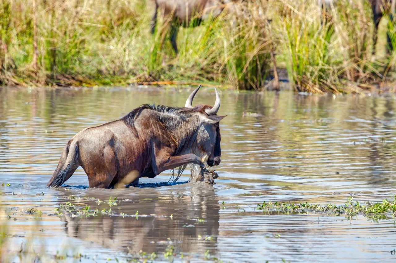 Wildebeest crossing the Mara River during the Great Wildebeest Migration in Serengeti National Park, Tanzania, one of the best places to see the migration