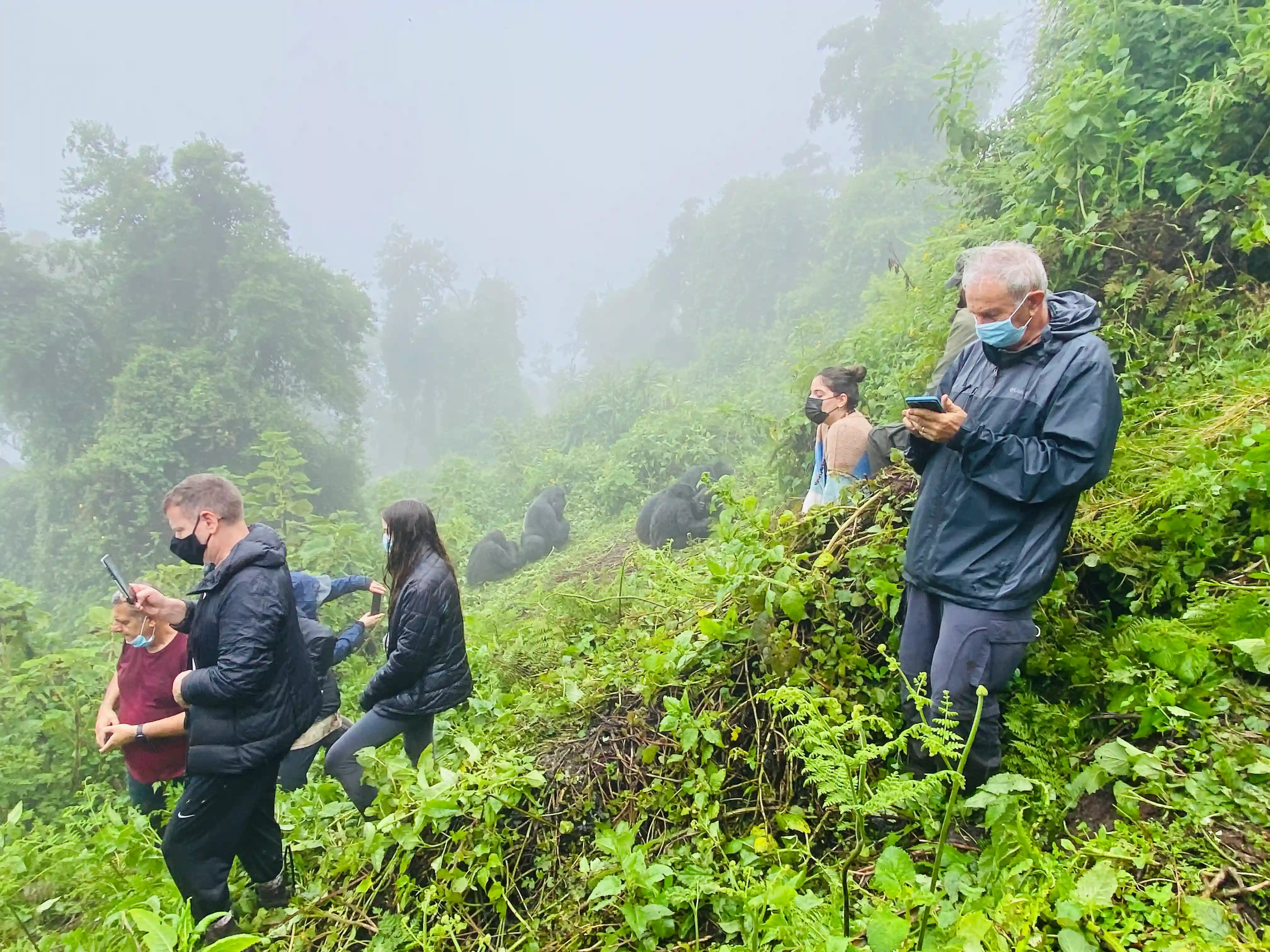 El trekking de gorilas en invierno, que se conoce como temporada baja en Volcanoes National Prk