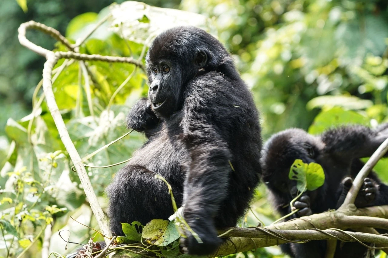 9-Day Mountain Gorilla Trekking, Chimpanzees & Murchison Falls Safari