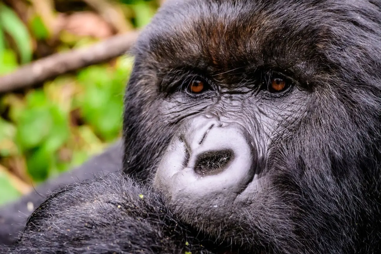 6-Day Luxury Mountain Gorilla Trekking & Nyungwe Chimpanzee Tracking